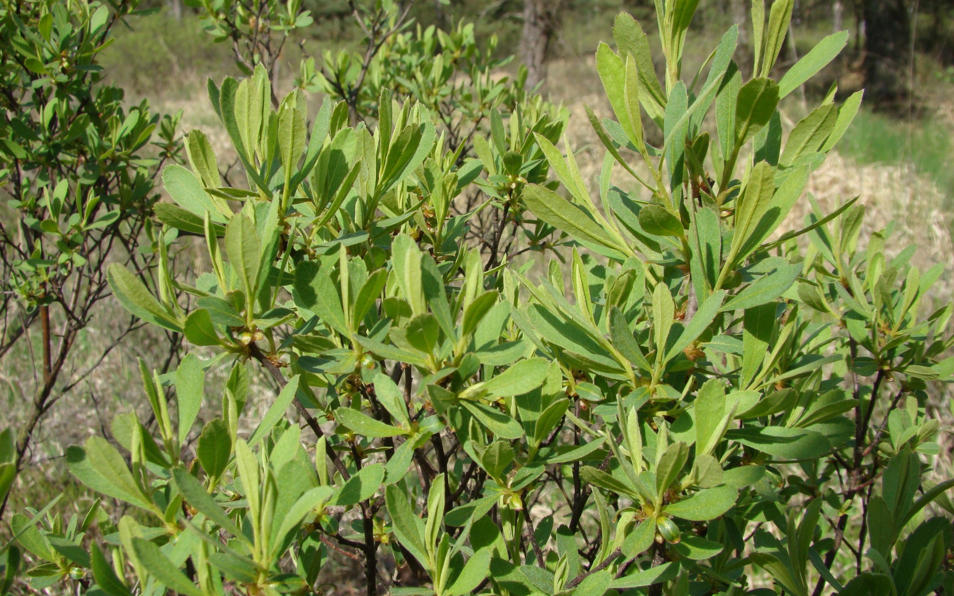 В саду растение восковник