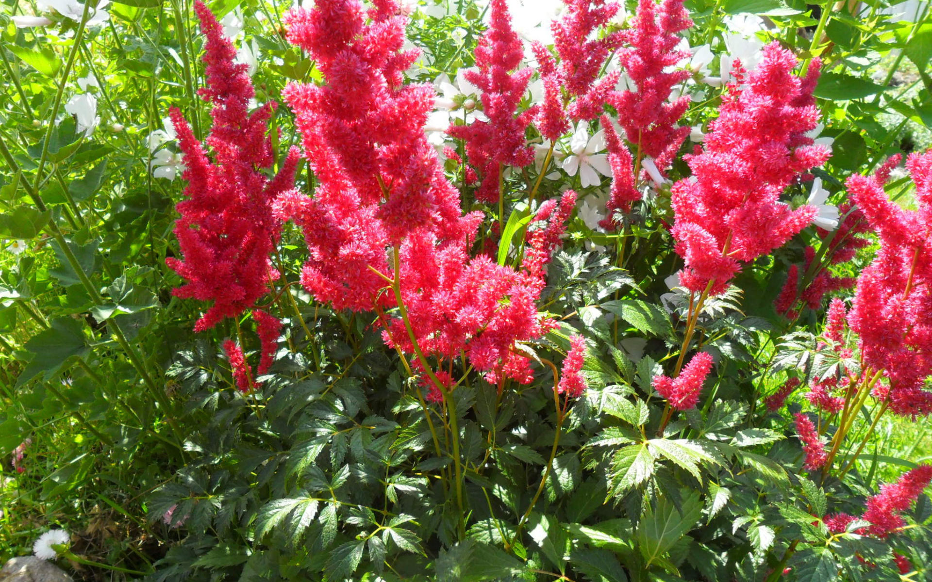 В саду красивые цветы астильба