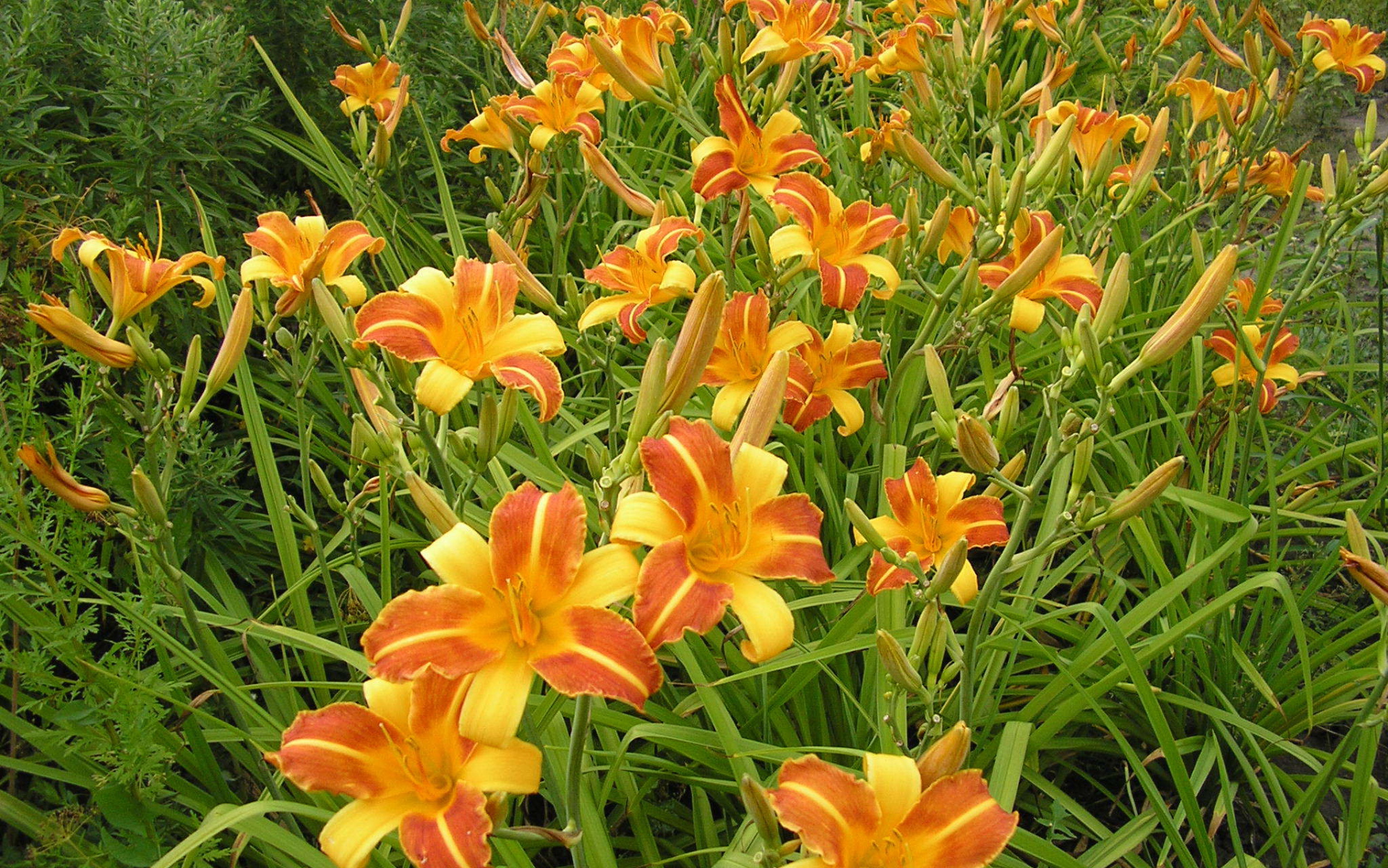 В саду красивые цветы лилейник