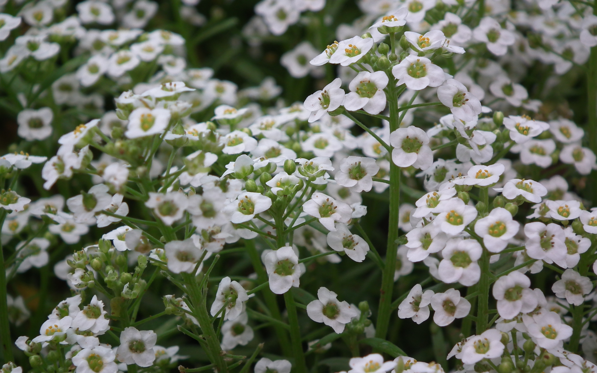 В саду красивые цветы алиссум