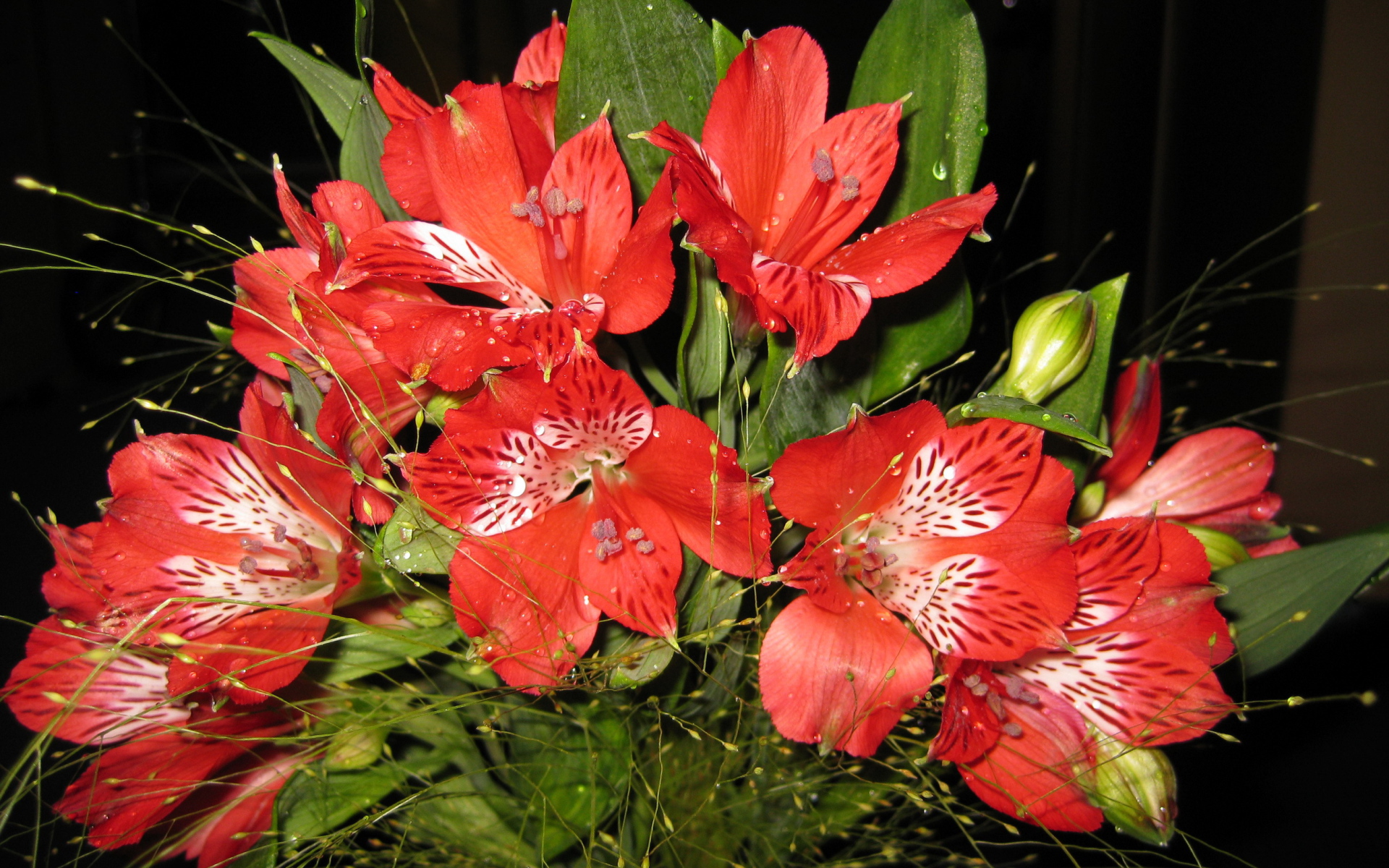 В саду красивые цветы альстремерия