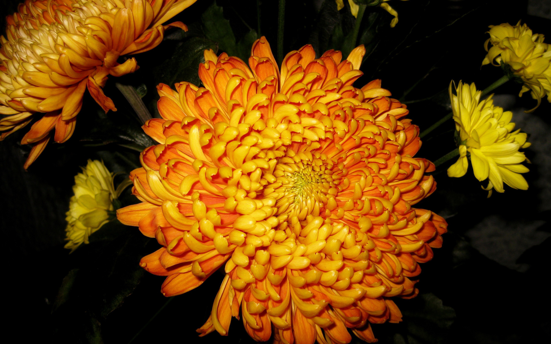 В саду красивые цветы хризантема