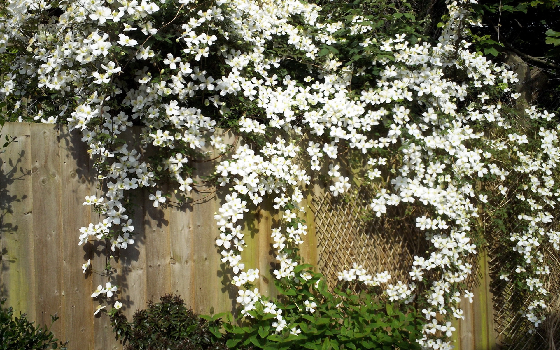 В саду красивые цветы клематис