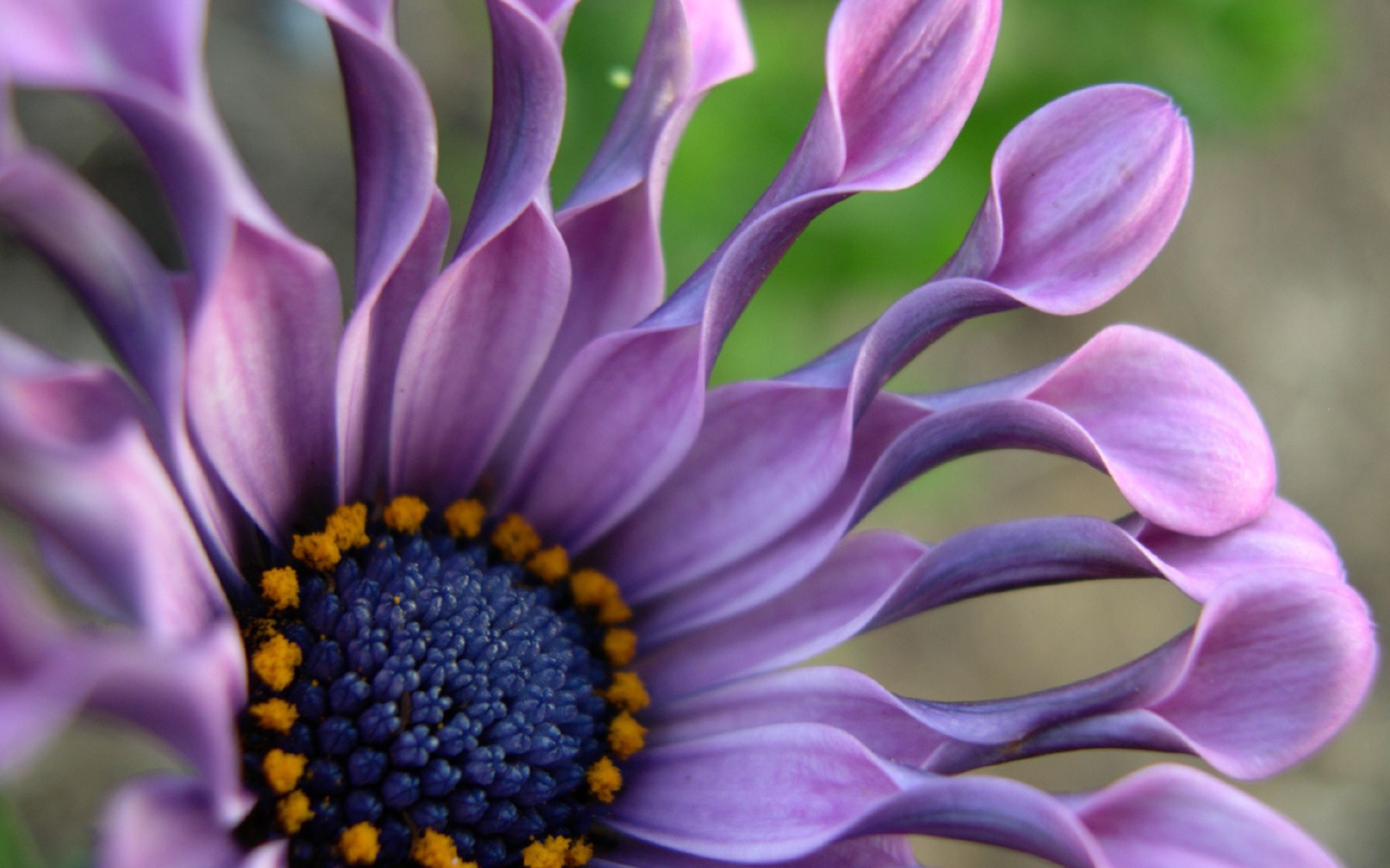 В саду красивые цветы венидиум