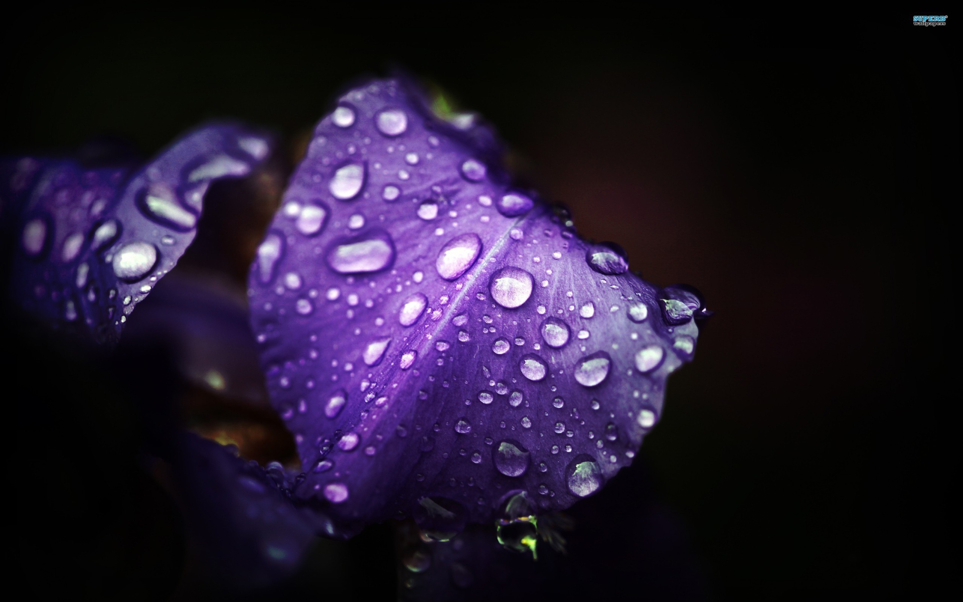 Влага на лепестках ириса