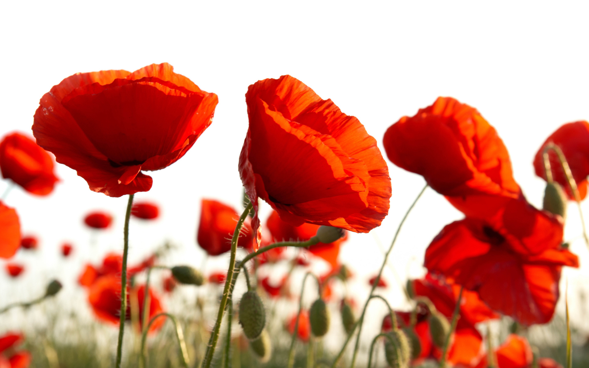 Восточный мак распустился в поле