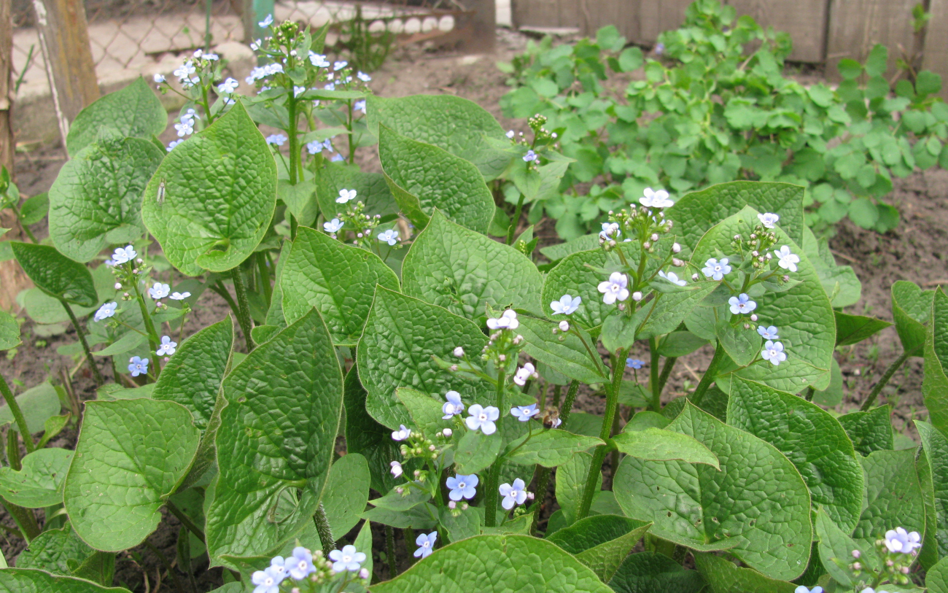 Многолетнее красивое растение бруннера