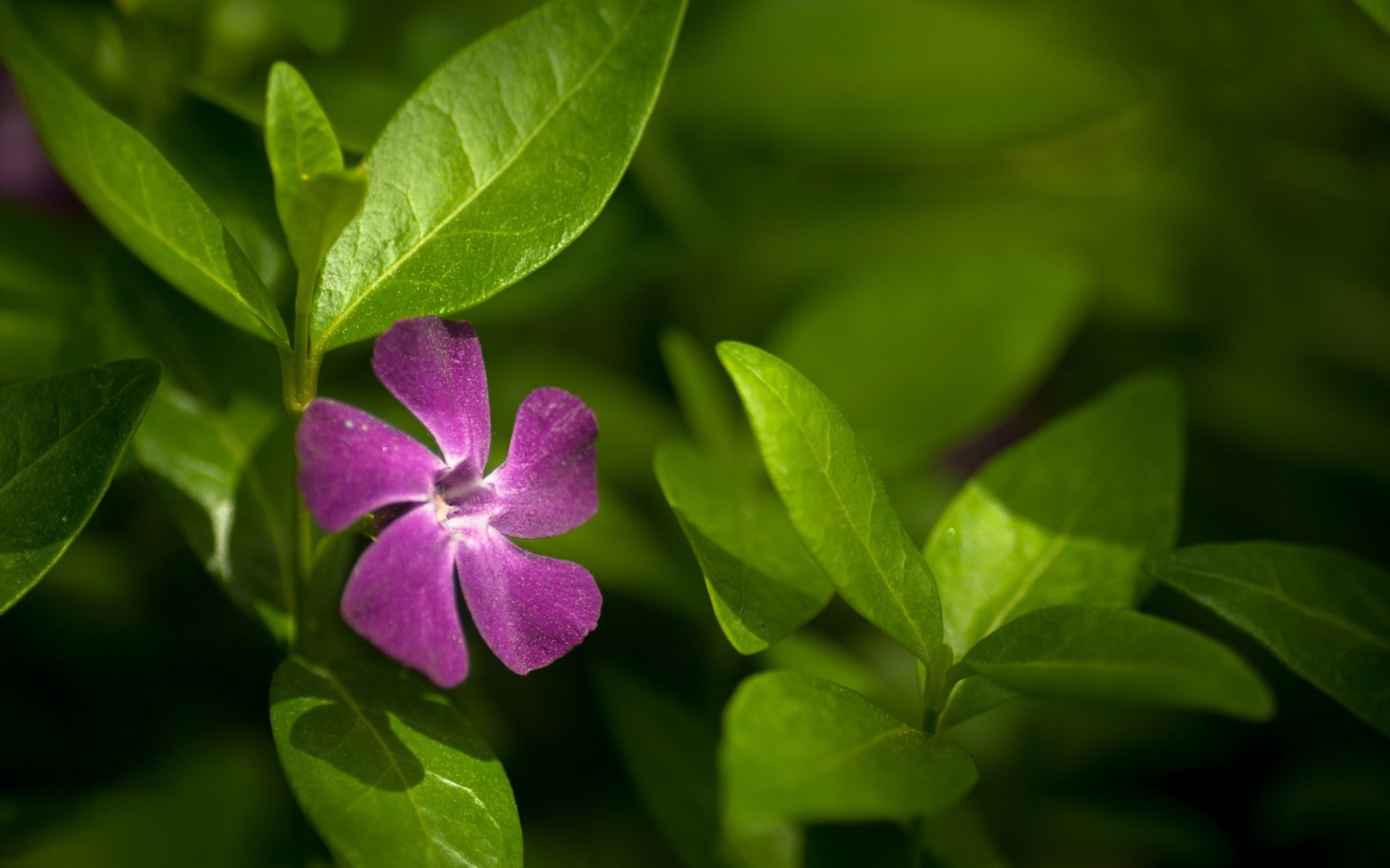 Выращивание цветов барвинок в саду