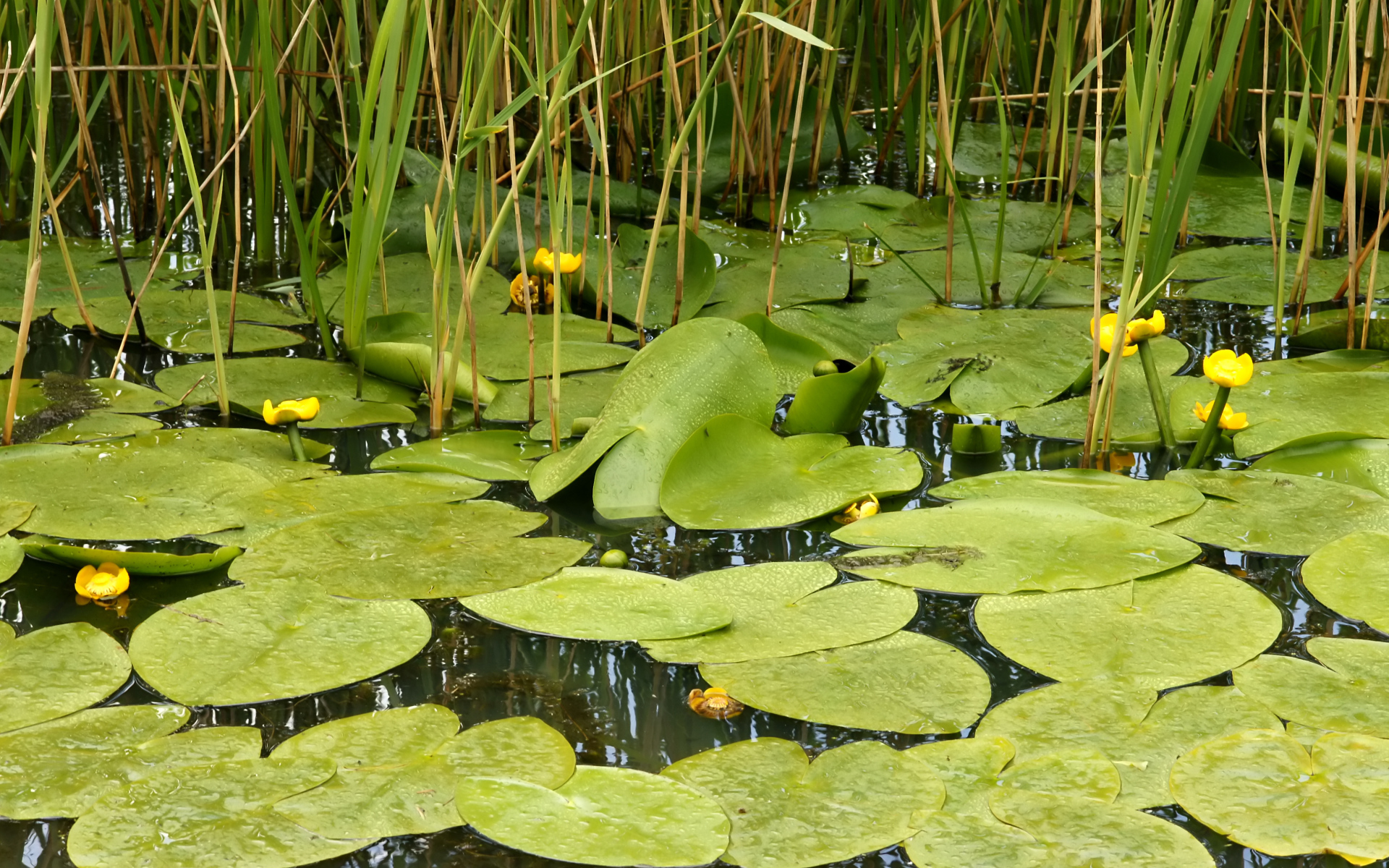 Растение кубышка на болоте