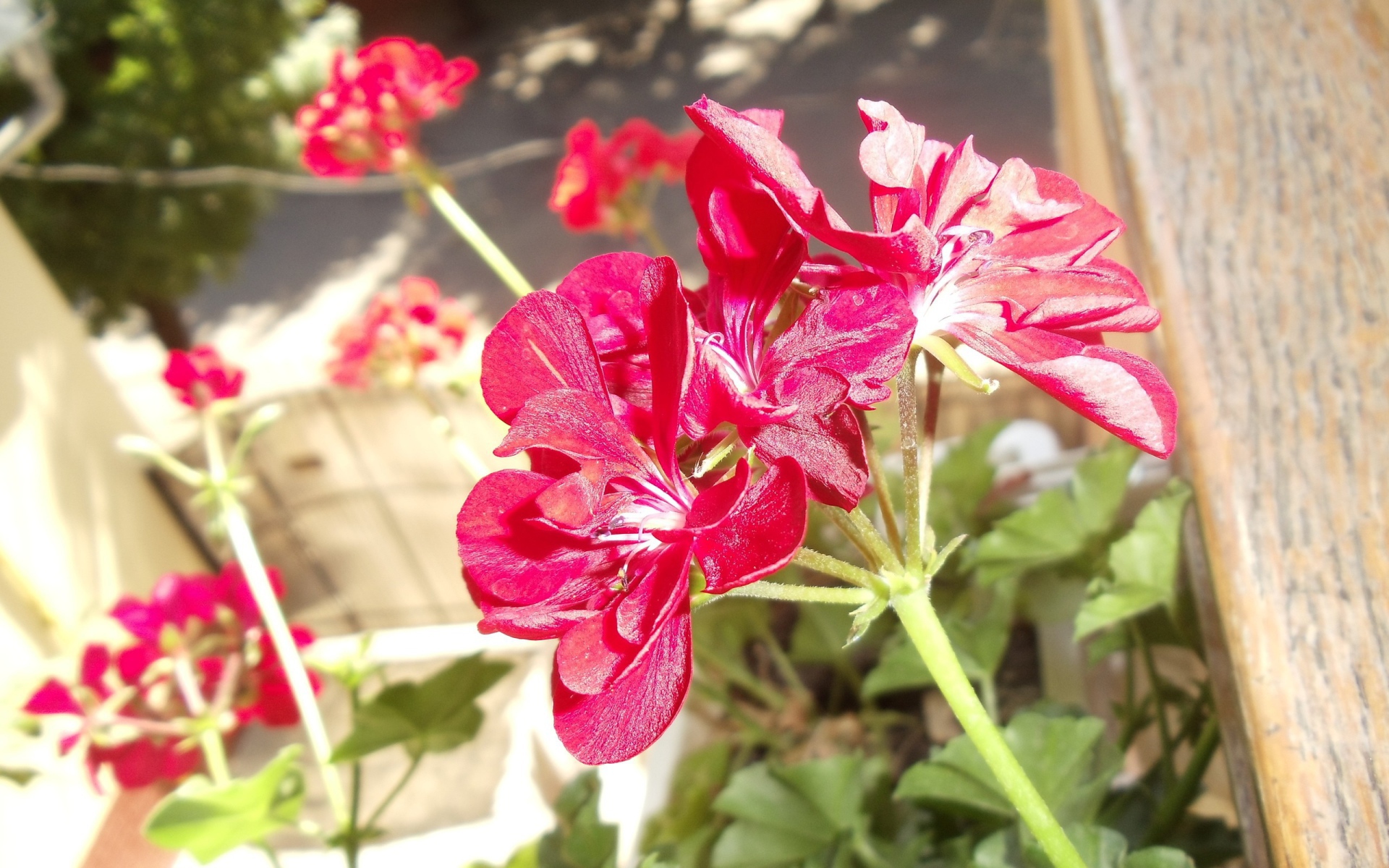 Красные блестящие цветы