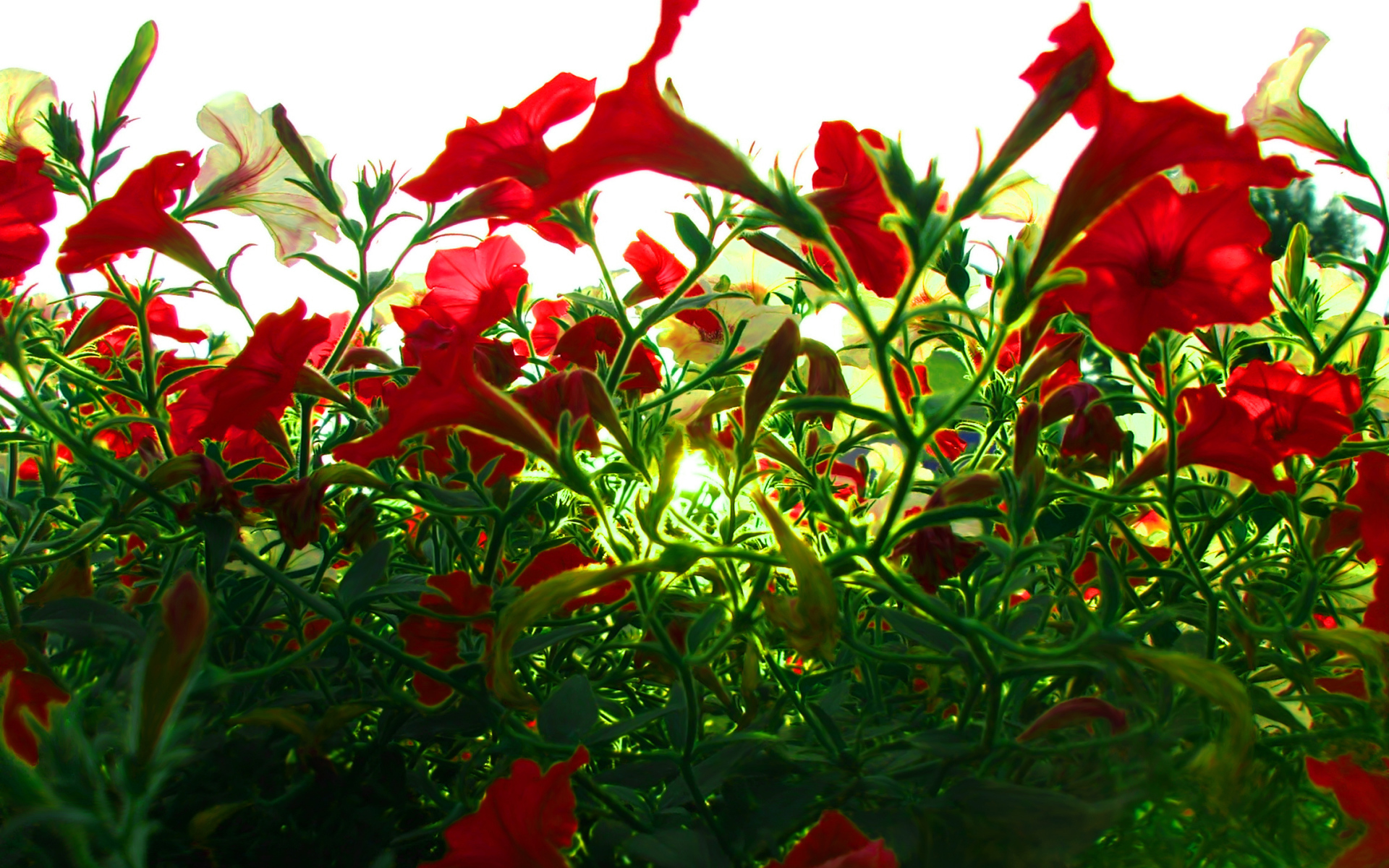 Красные цветы на зеленой траве