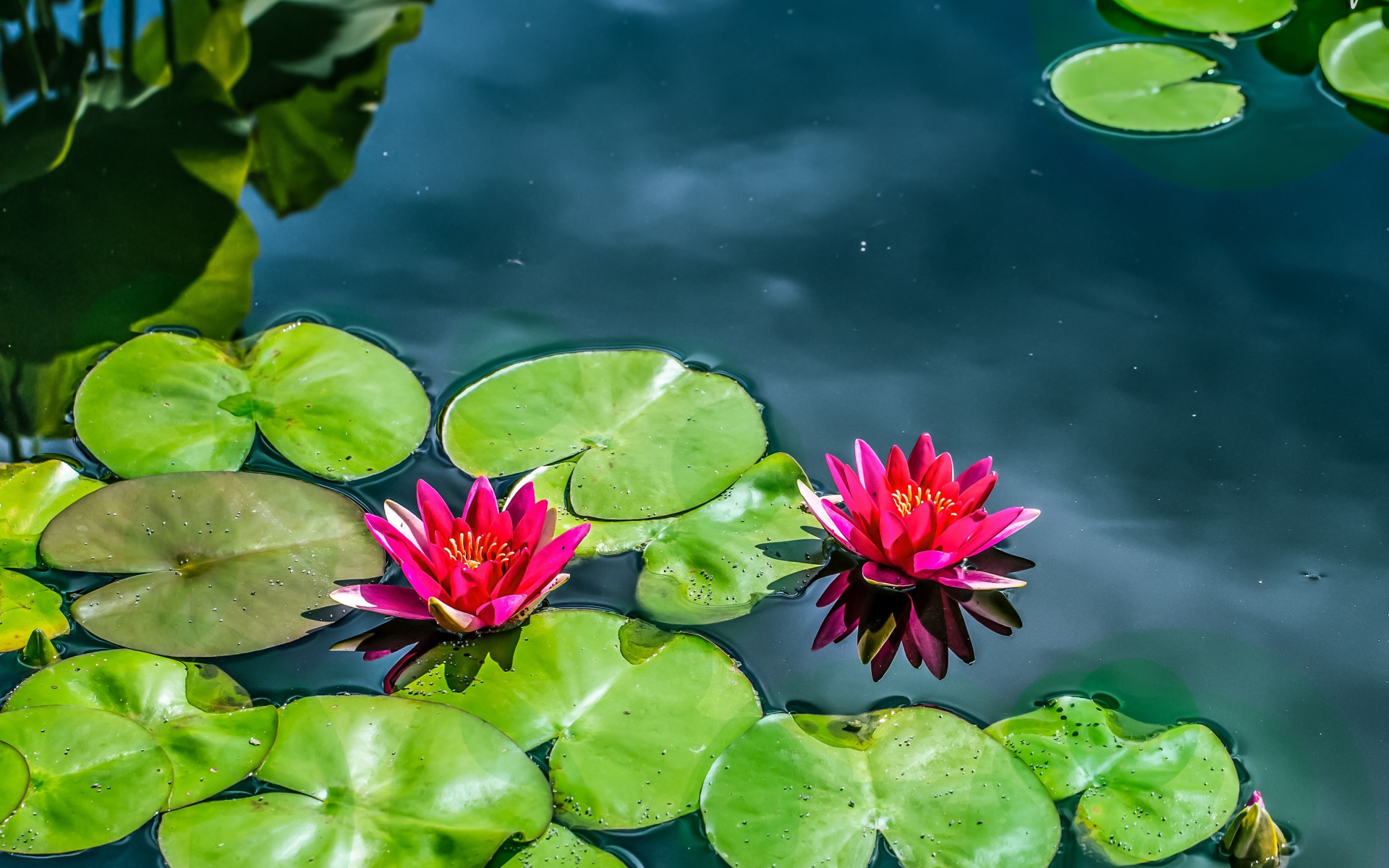 Красные лилии на воде