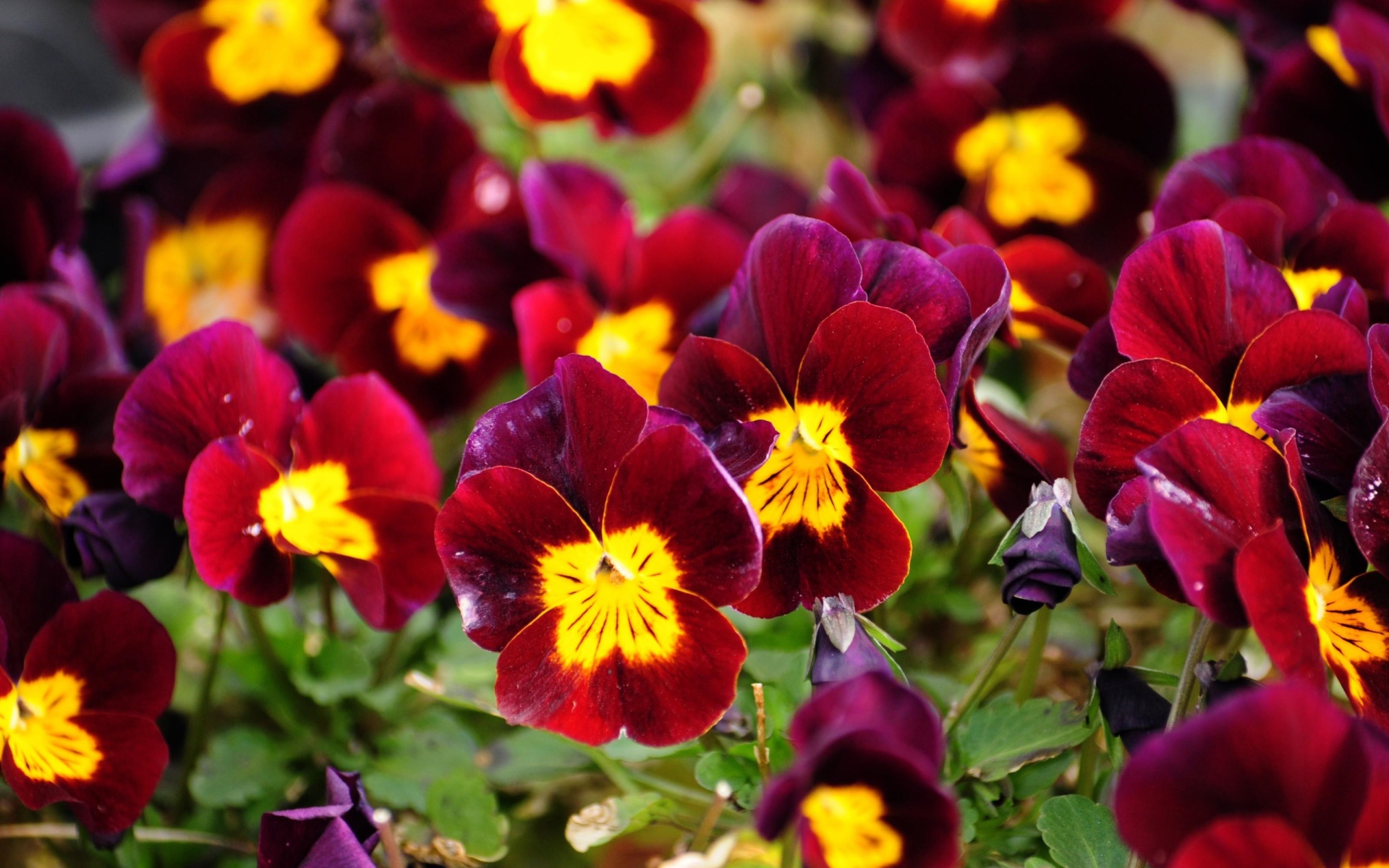 Красные анютины глазки расцвели на поляне