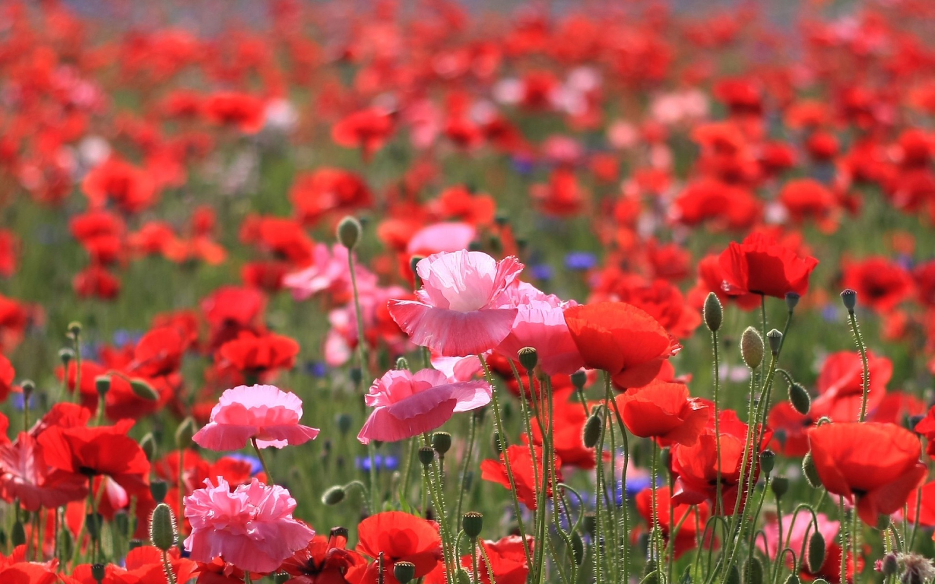 Весеннее поле цветов мака