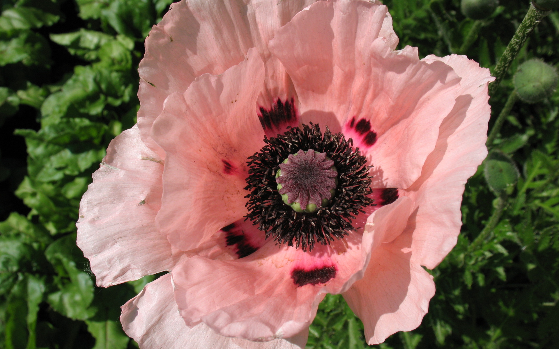 Весенний цветок мак