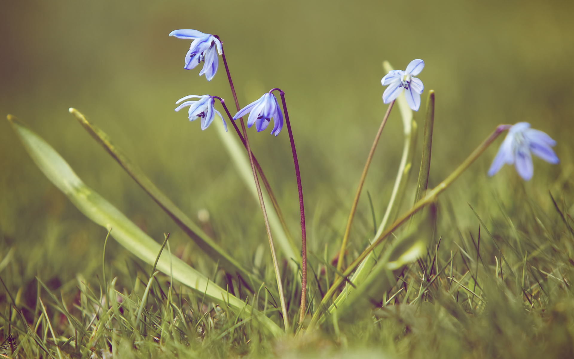 Весенние подснежники на поляне