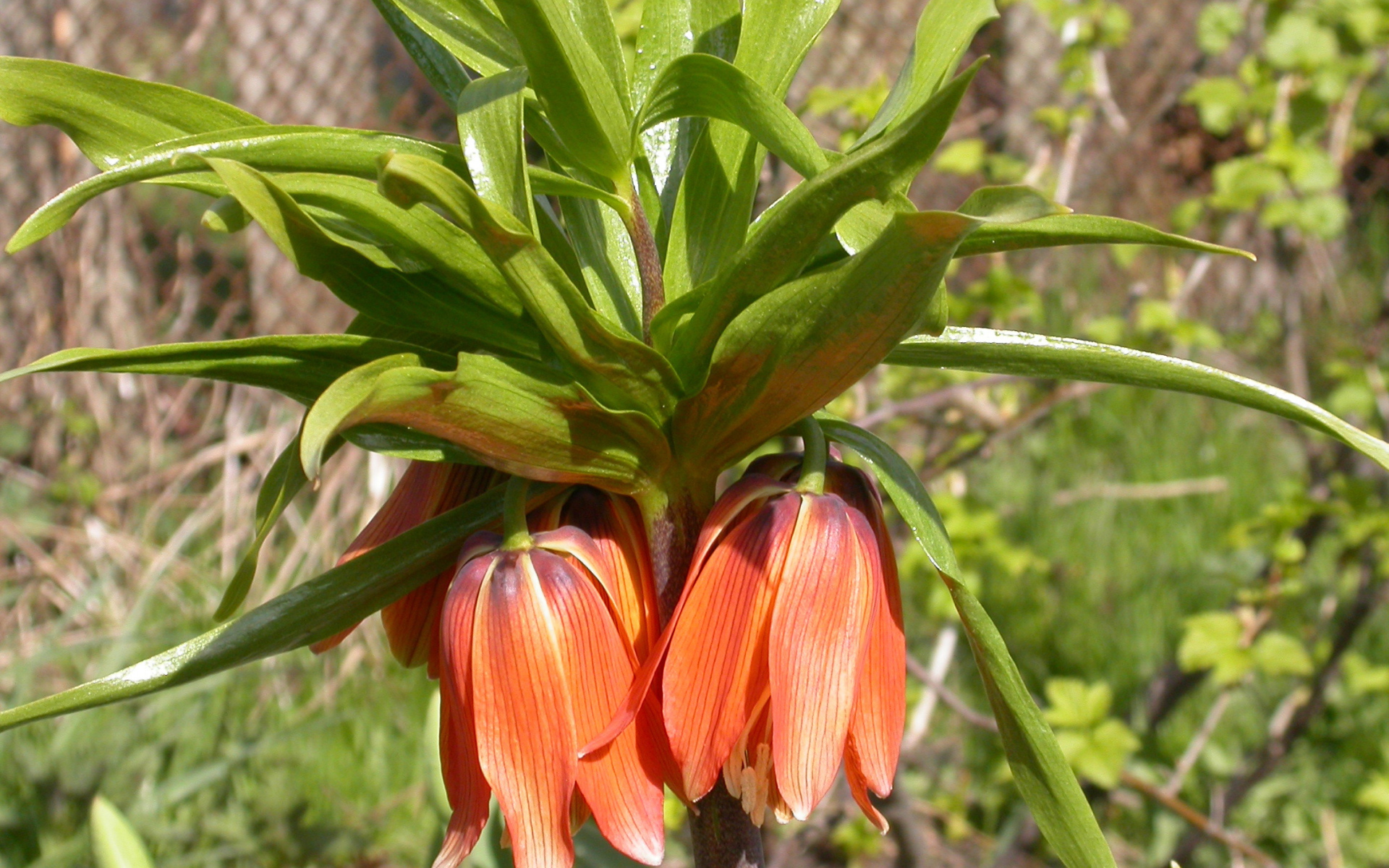 В саду красивый цветок рябчик императорский