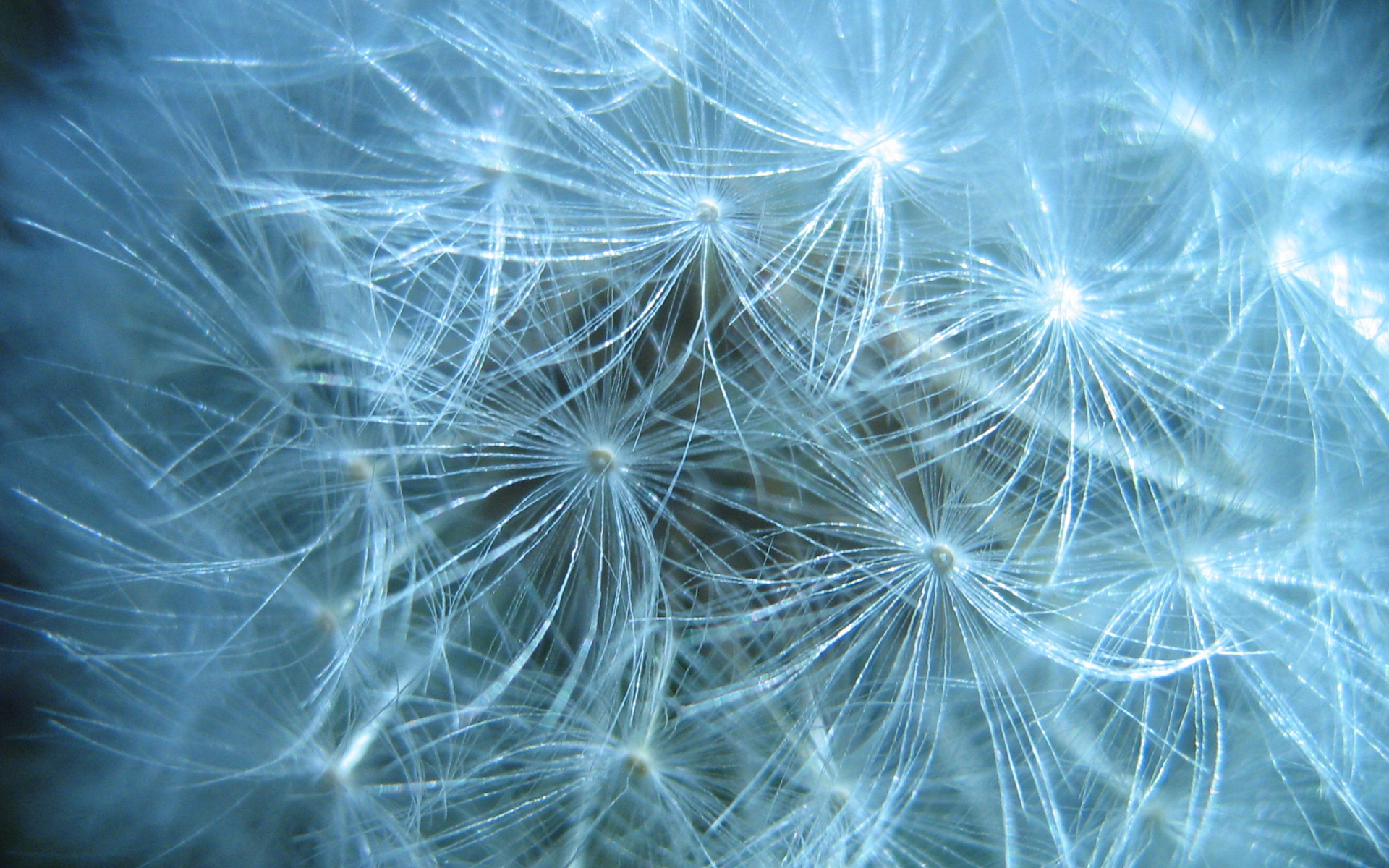 В парке красивый козлобородник (большой одуванчик) 