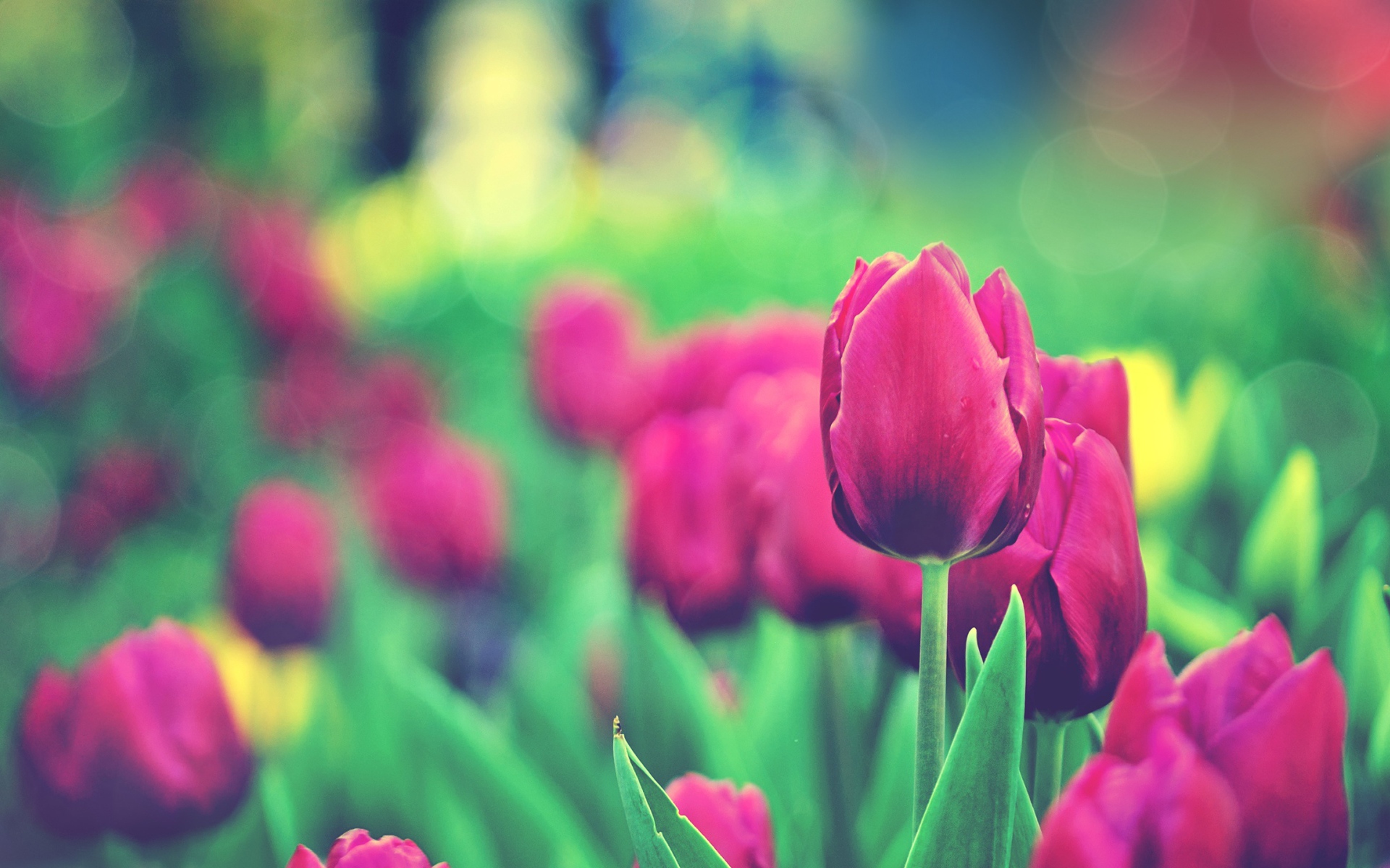 Сад тюльпанов 