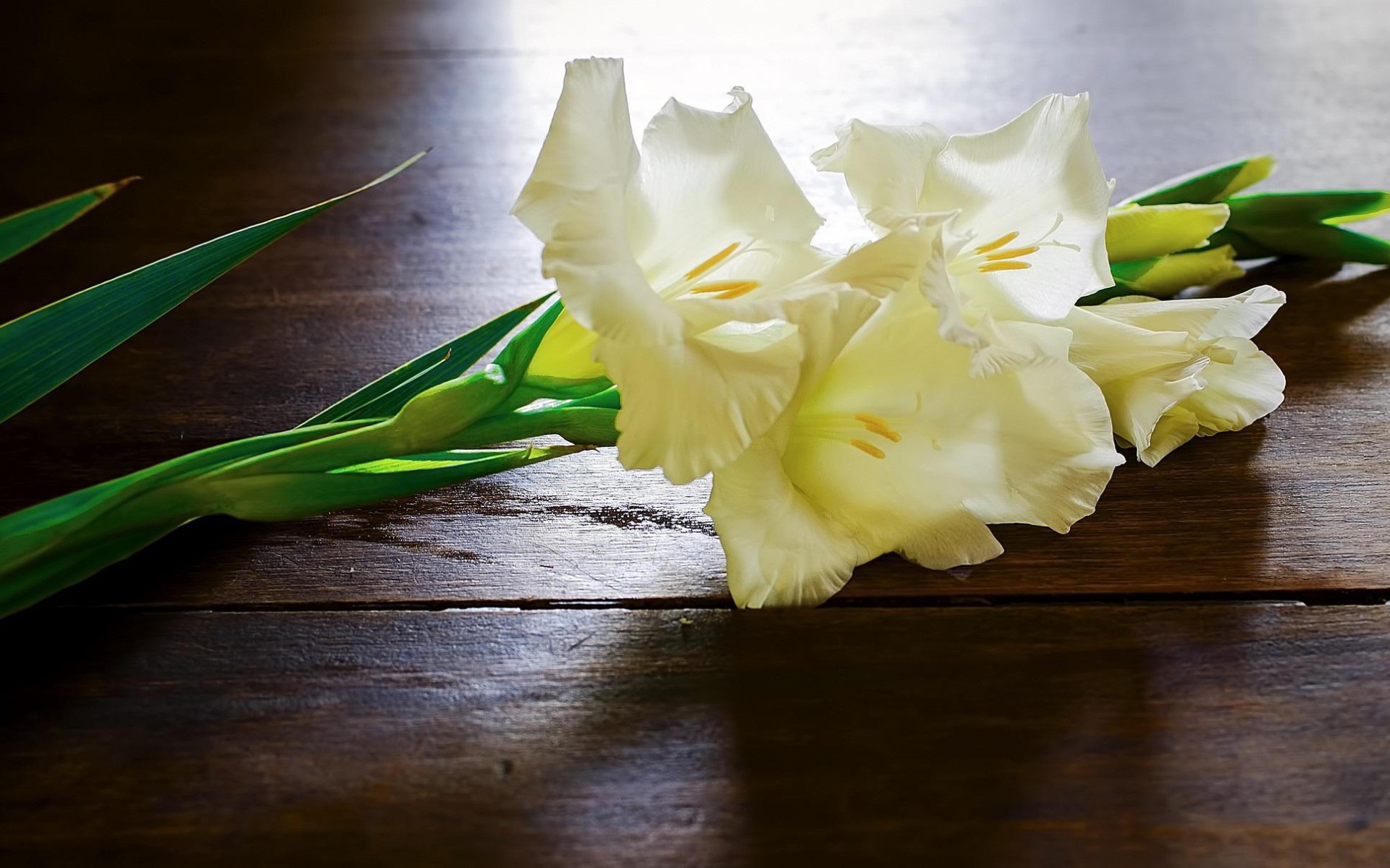 Белые гладиолусы на столе