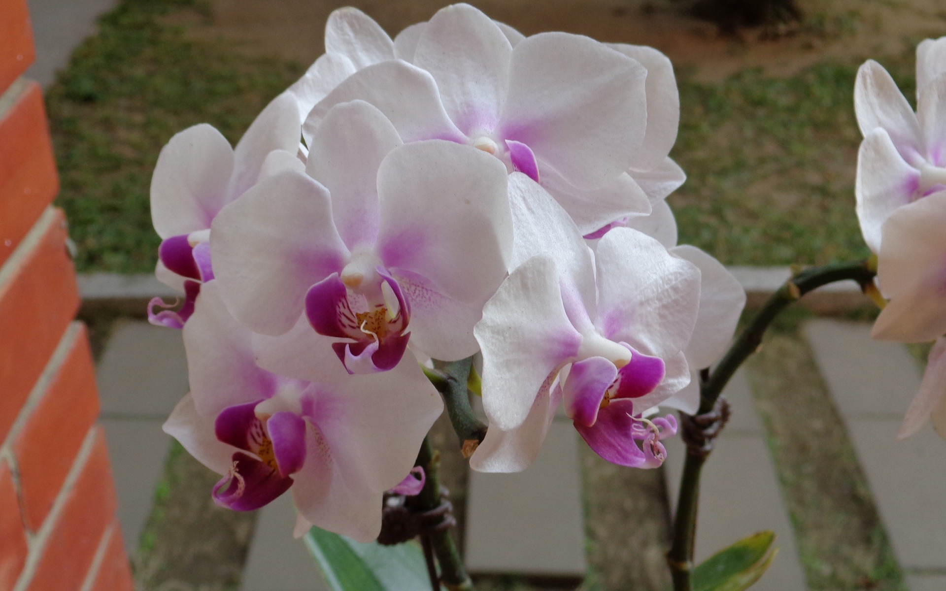 Бело сиреневые орхидеи