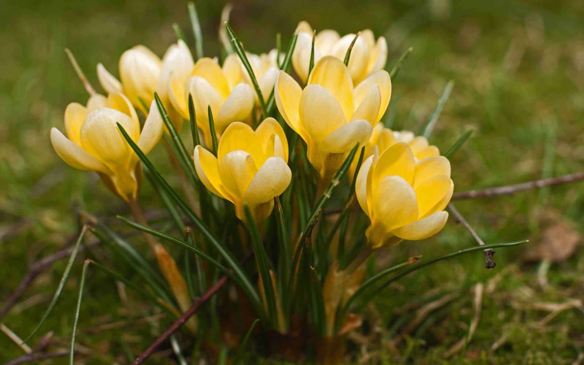 Желтые крокусы на поляне