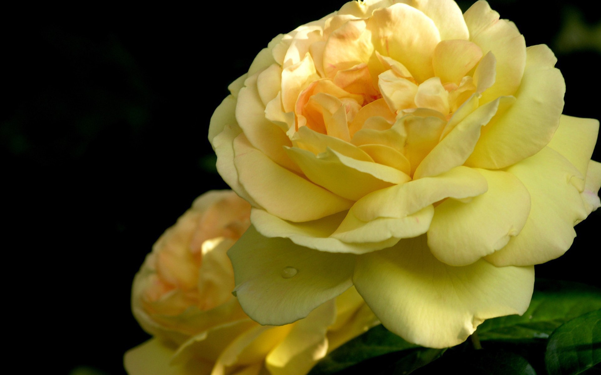 Желтая роза