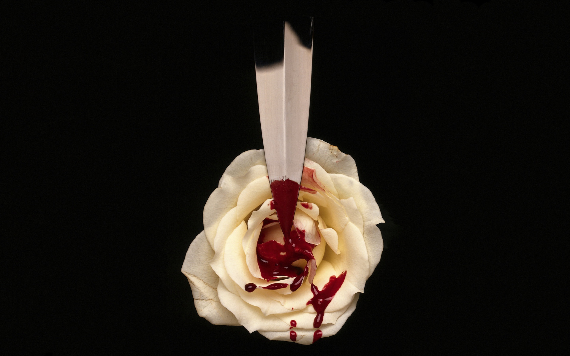 Кровь на белой розе