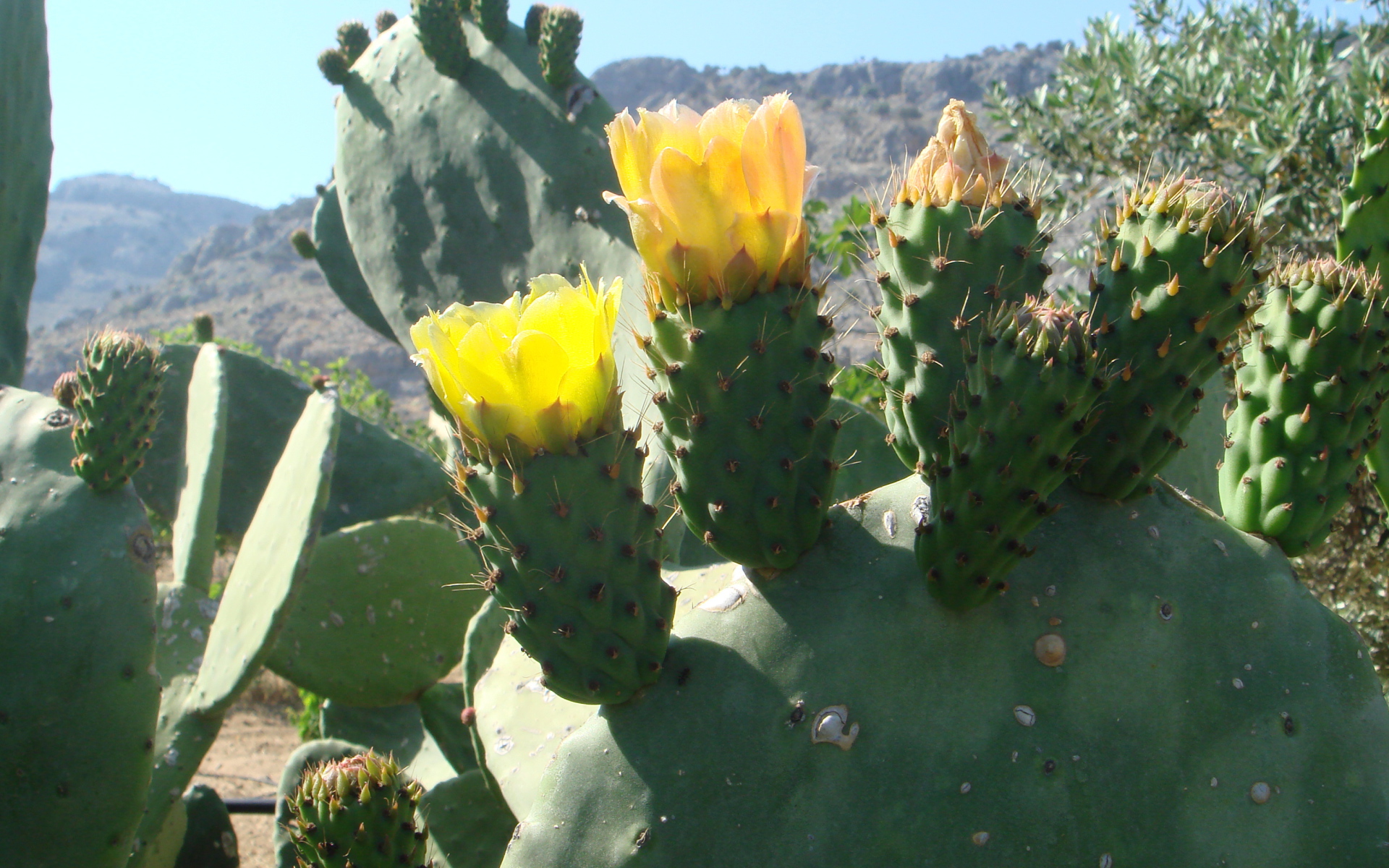 Цветущий кактус