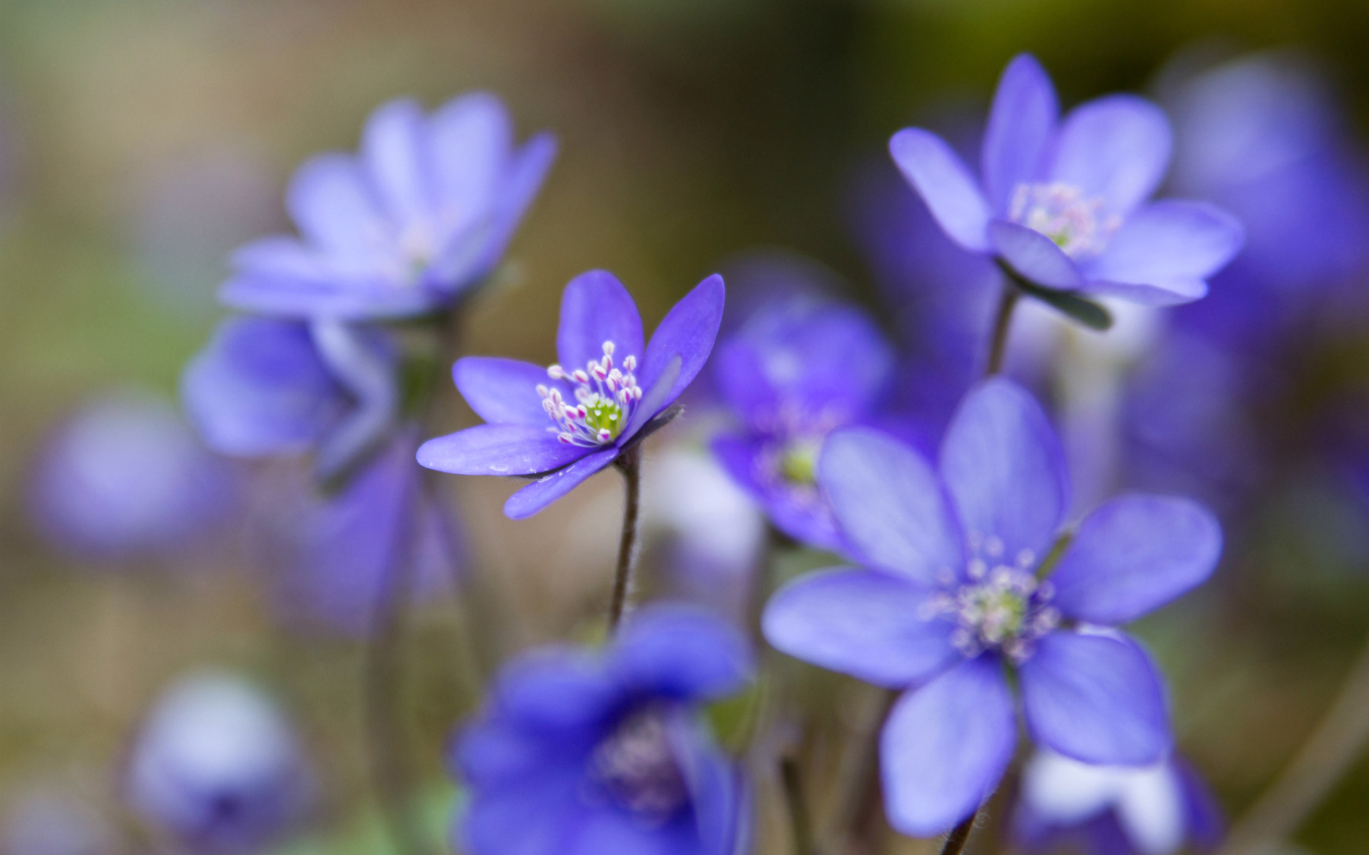 Цветы подснежники