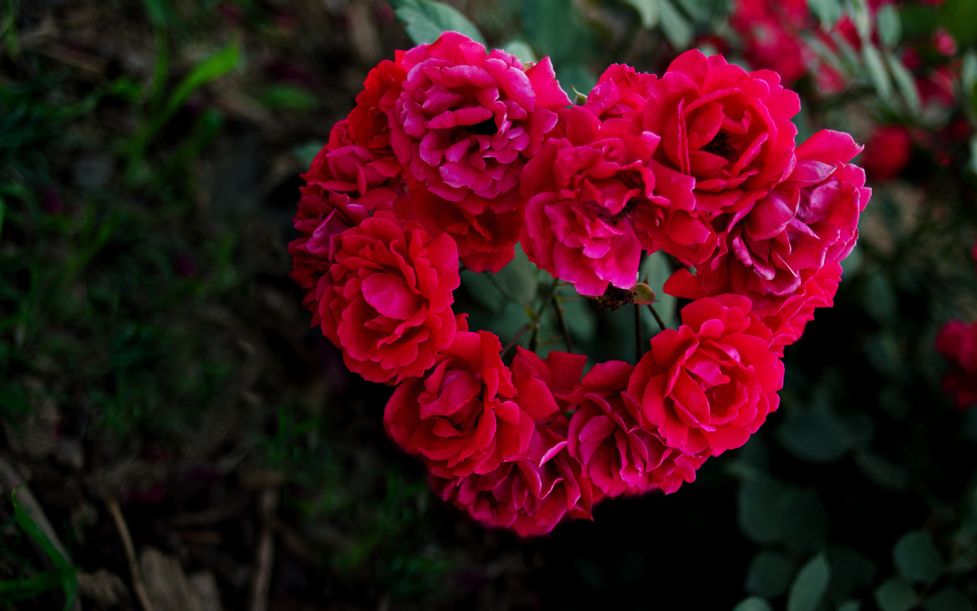 Сердечко из роз