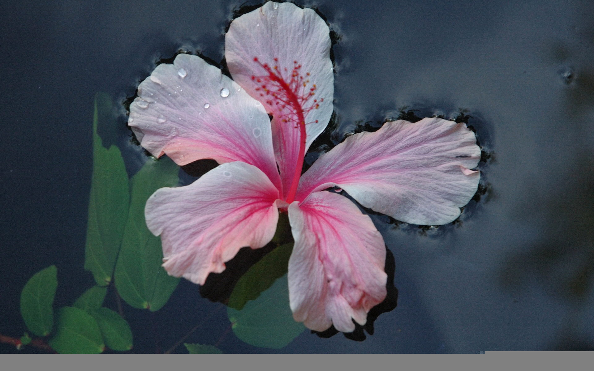 Розовый цветок на воде