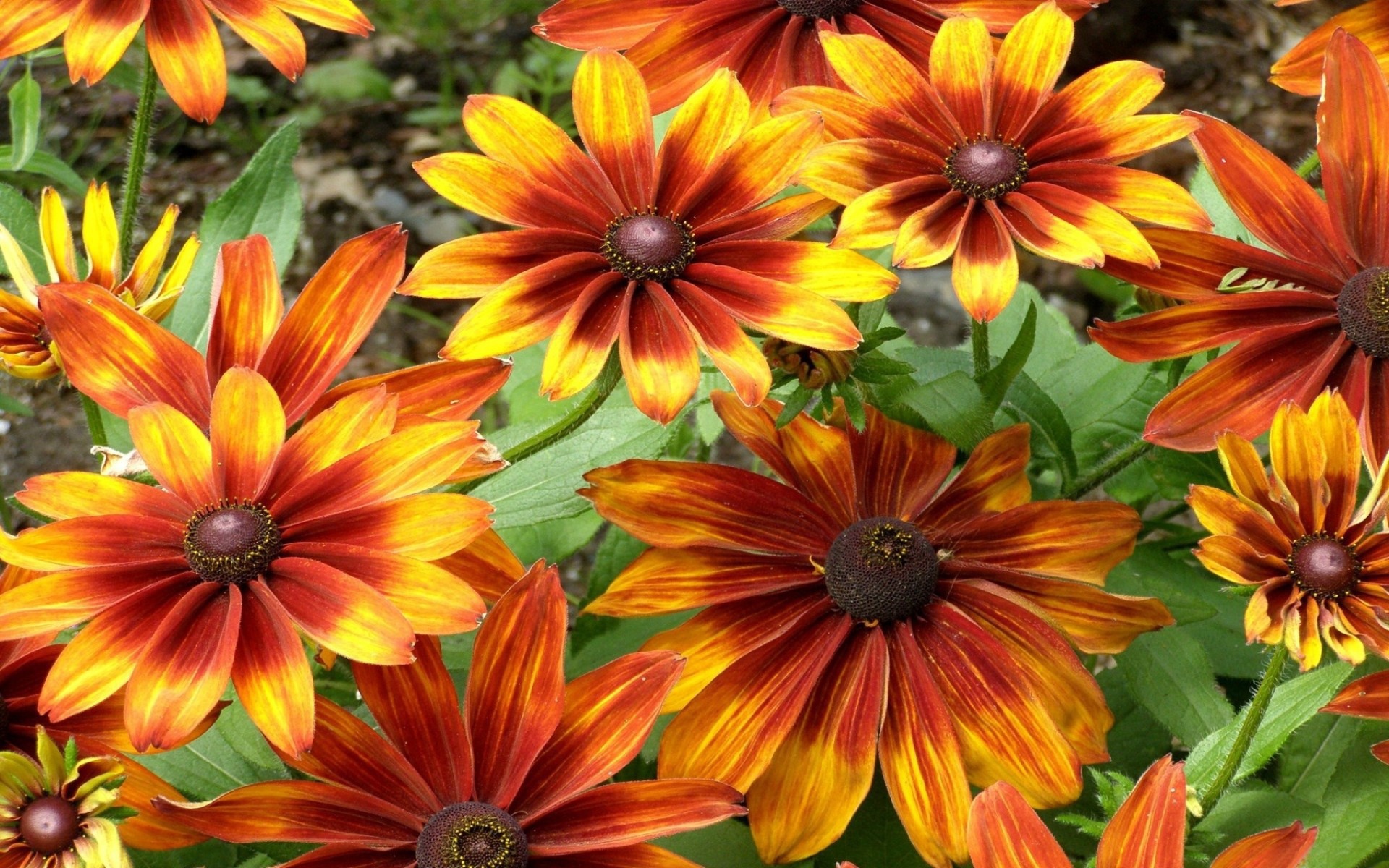 Красно желтые цветы