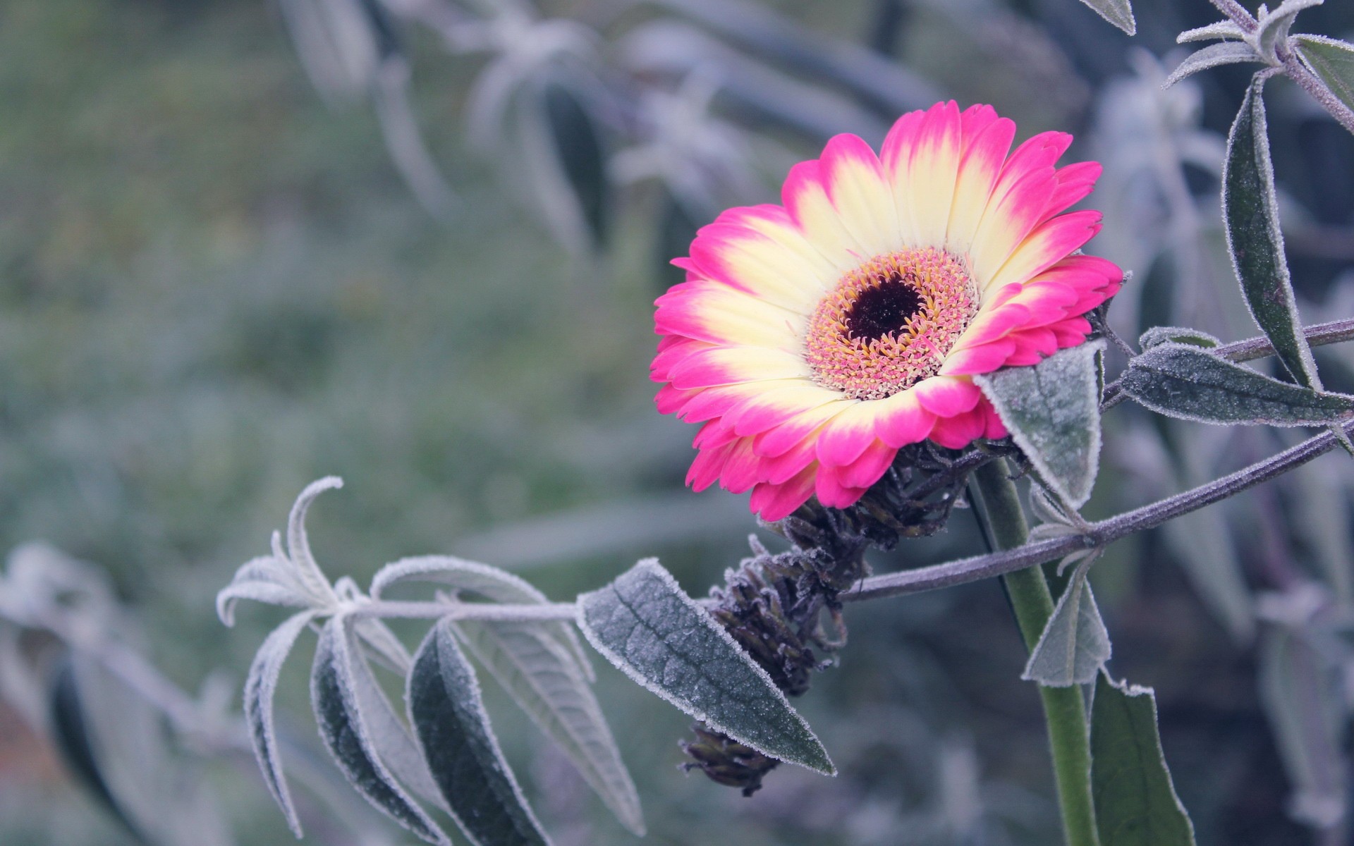 Бело-розовый цветок