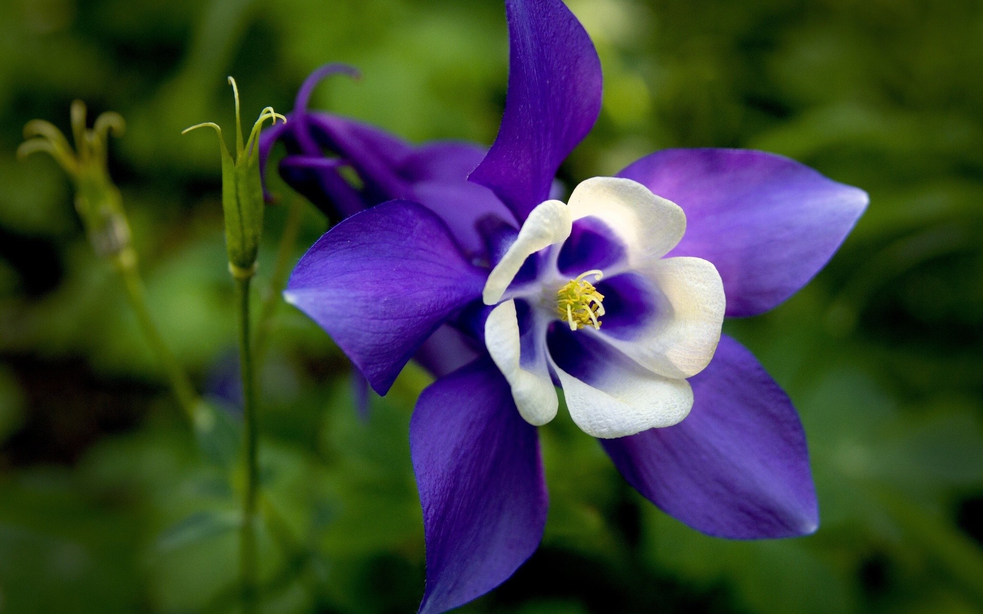 Бело синий цветок