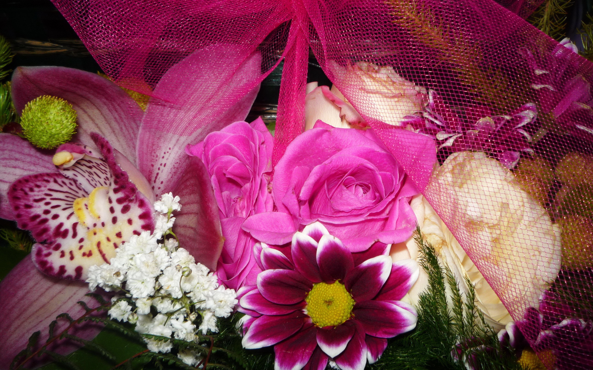 Цветы хризантема