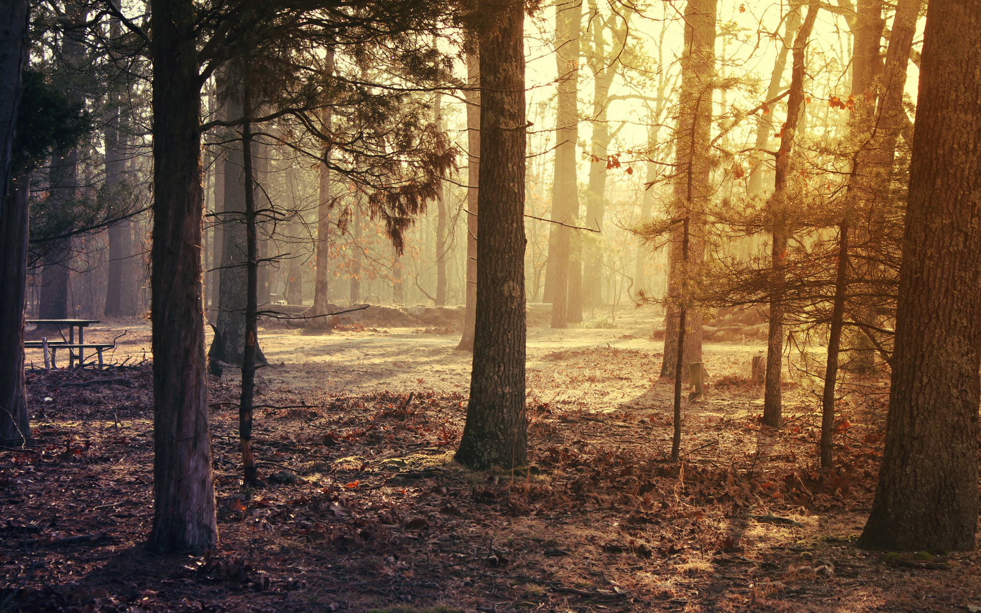 Красивый лес ранним утром