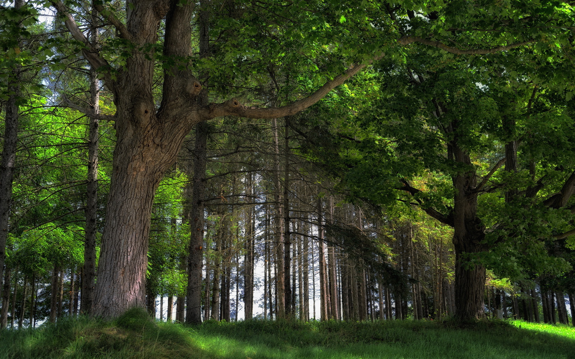 Дубовый лес