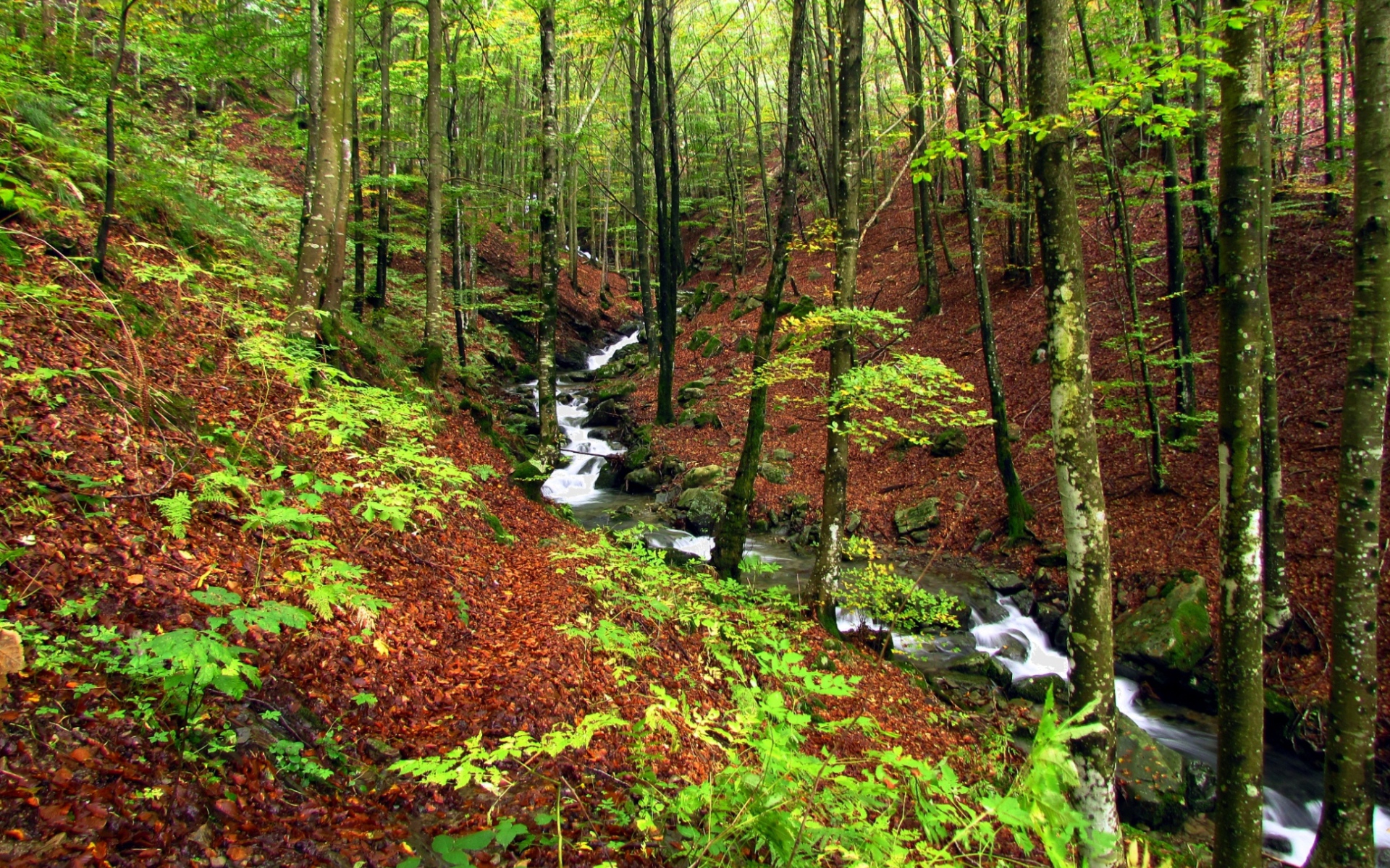 Быстрый ручей в лесу