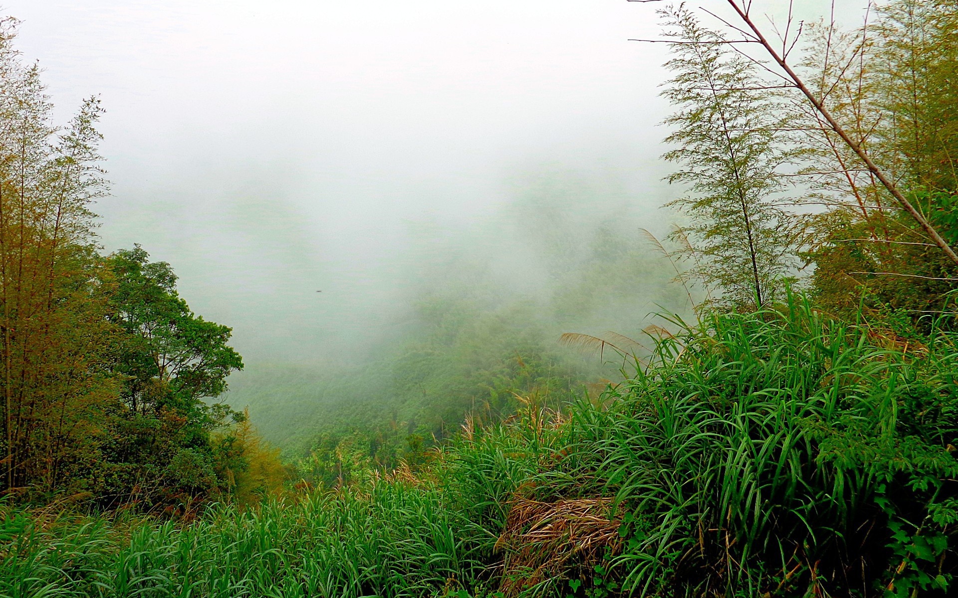 Лес в утреннем тумане