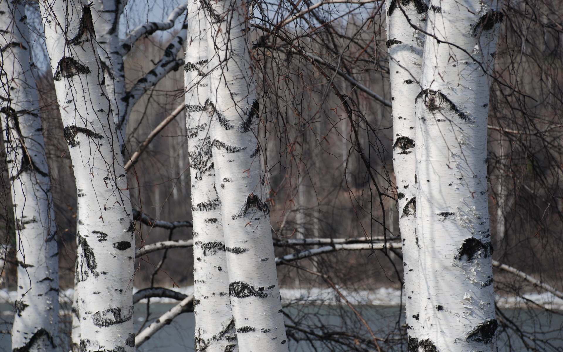 Зимняя березовая роща