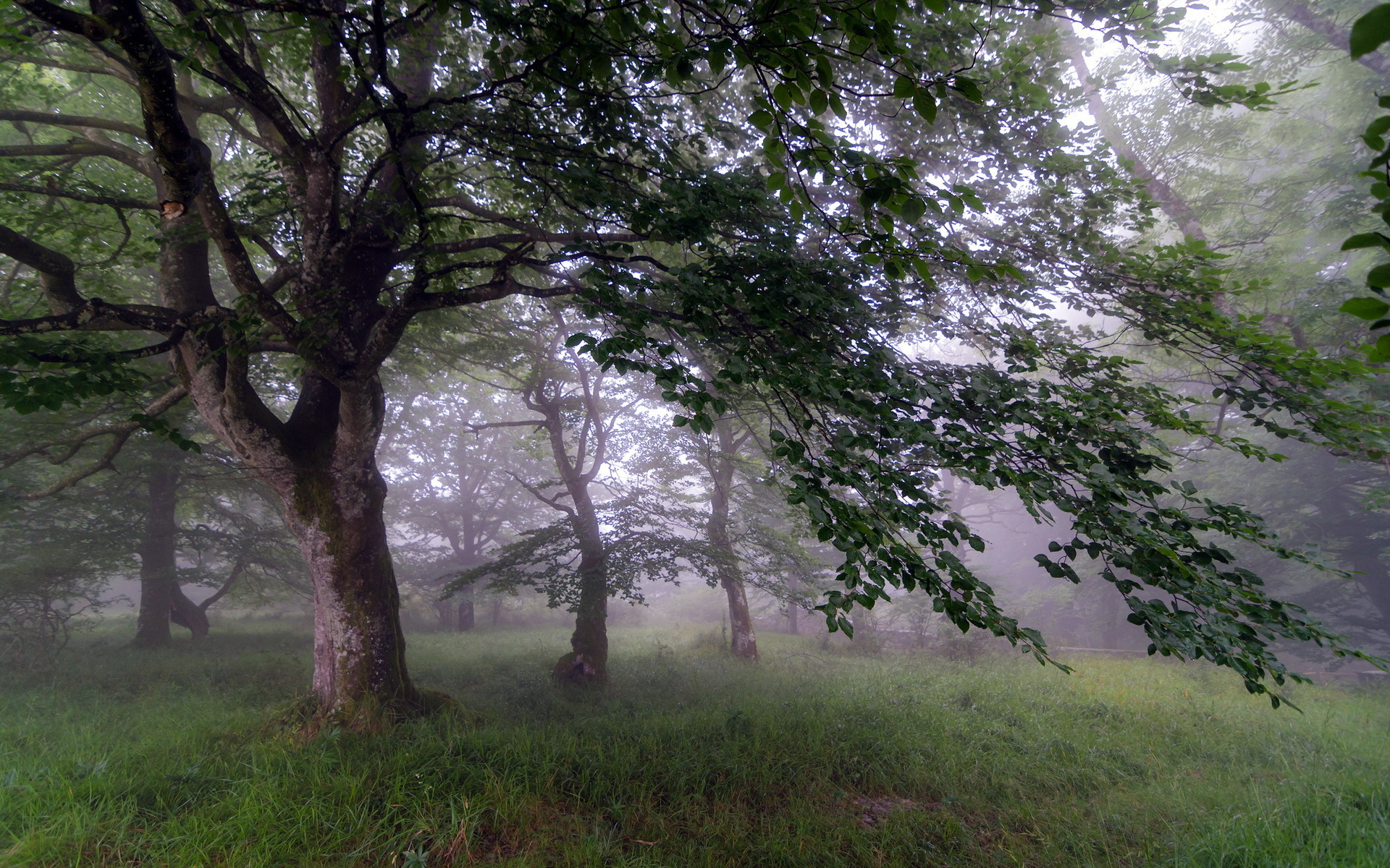 Туман в саду