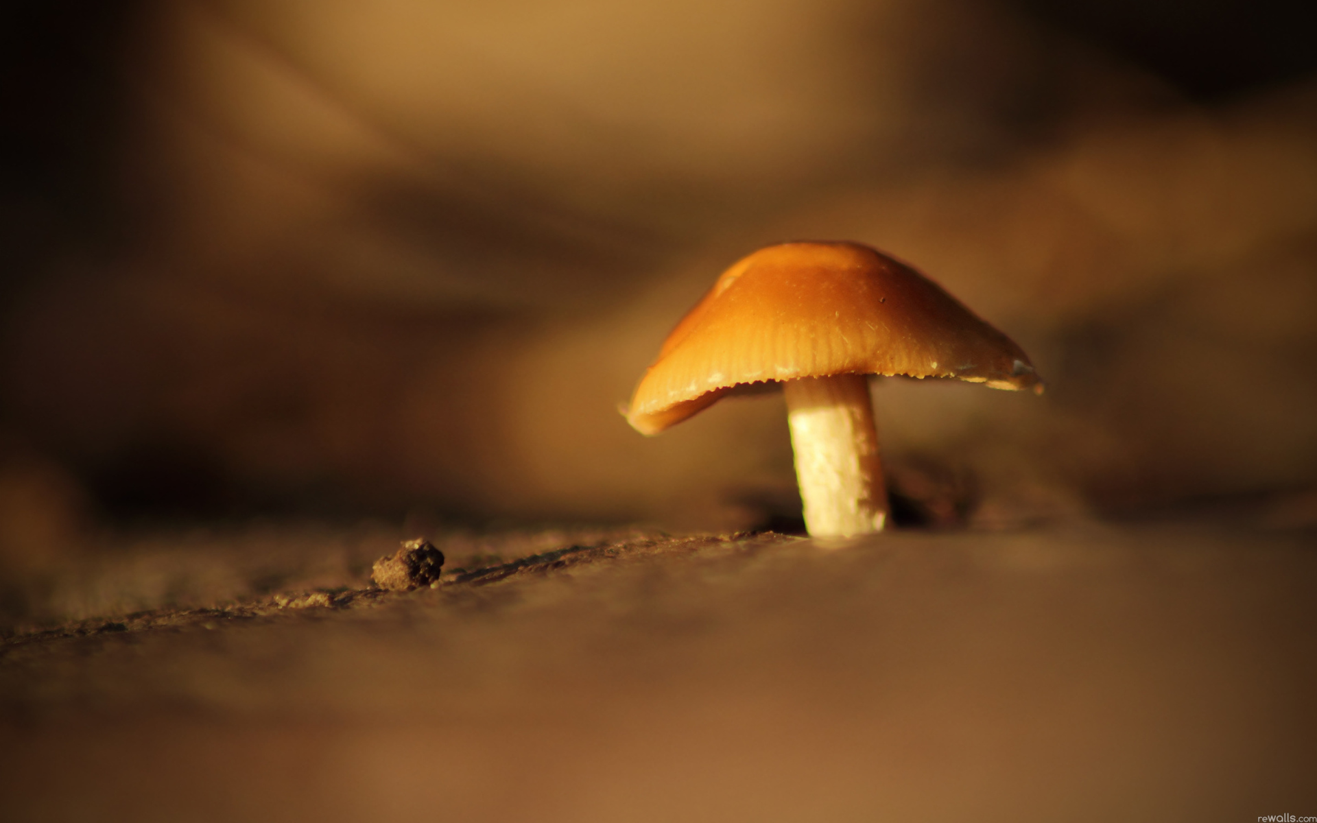 Гриб под увеличением