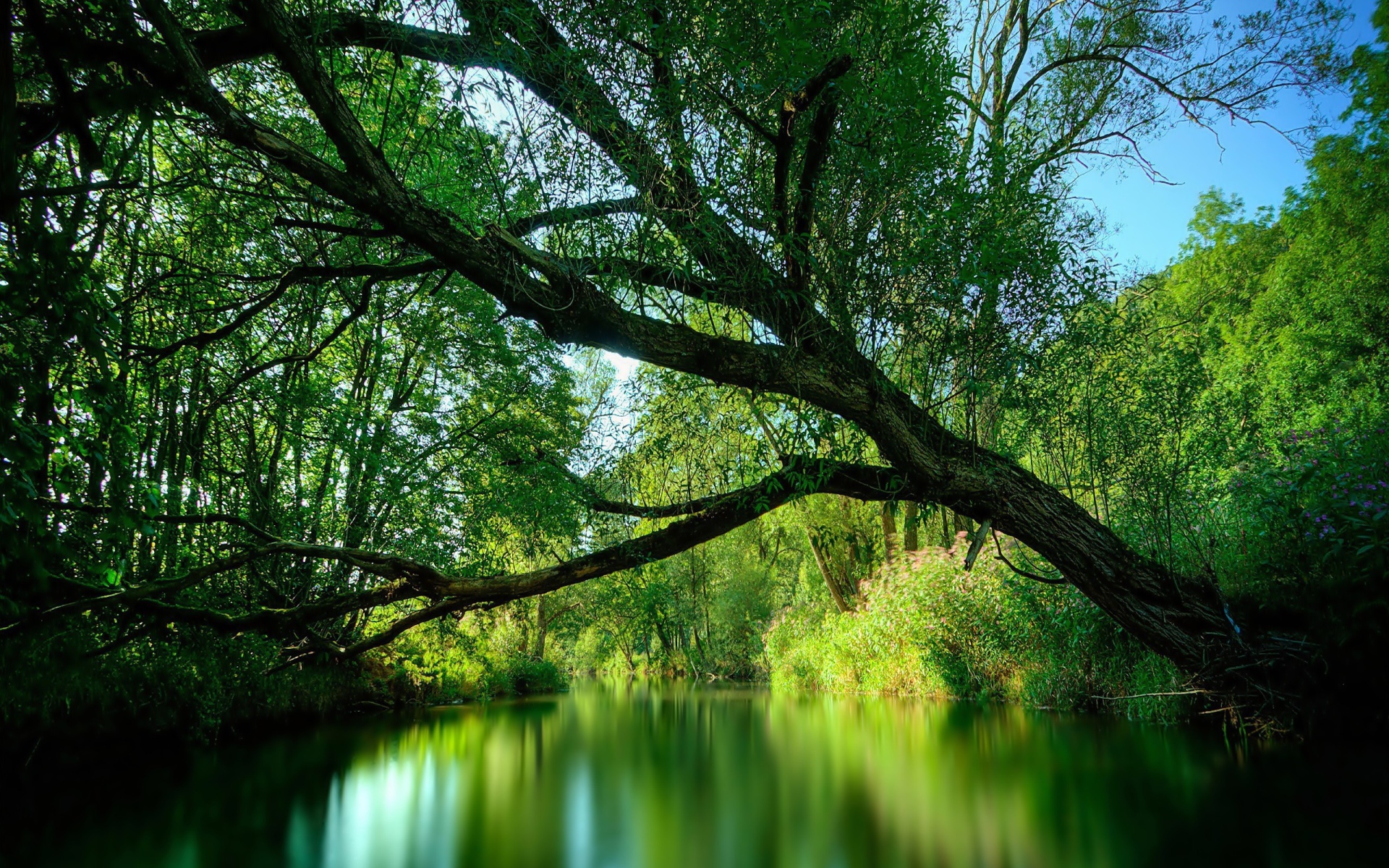 Дерево нависло над рекой
