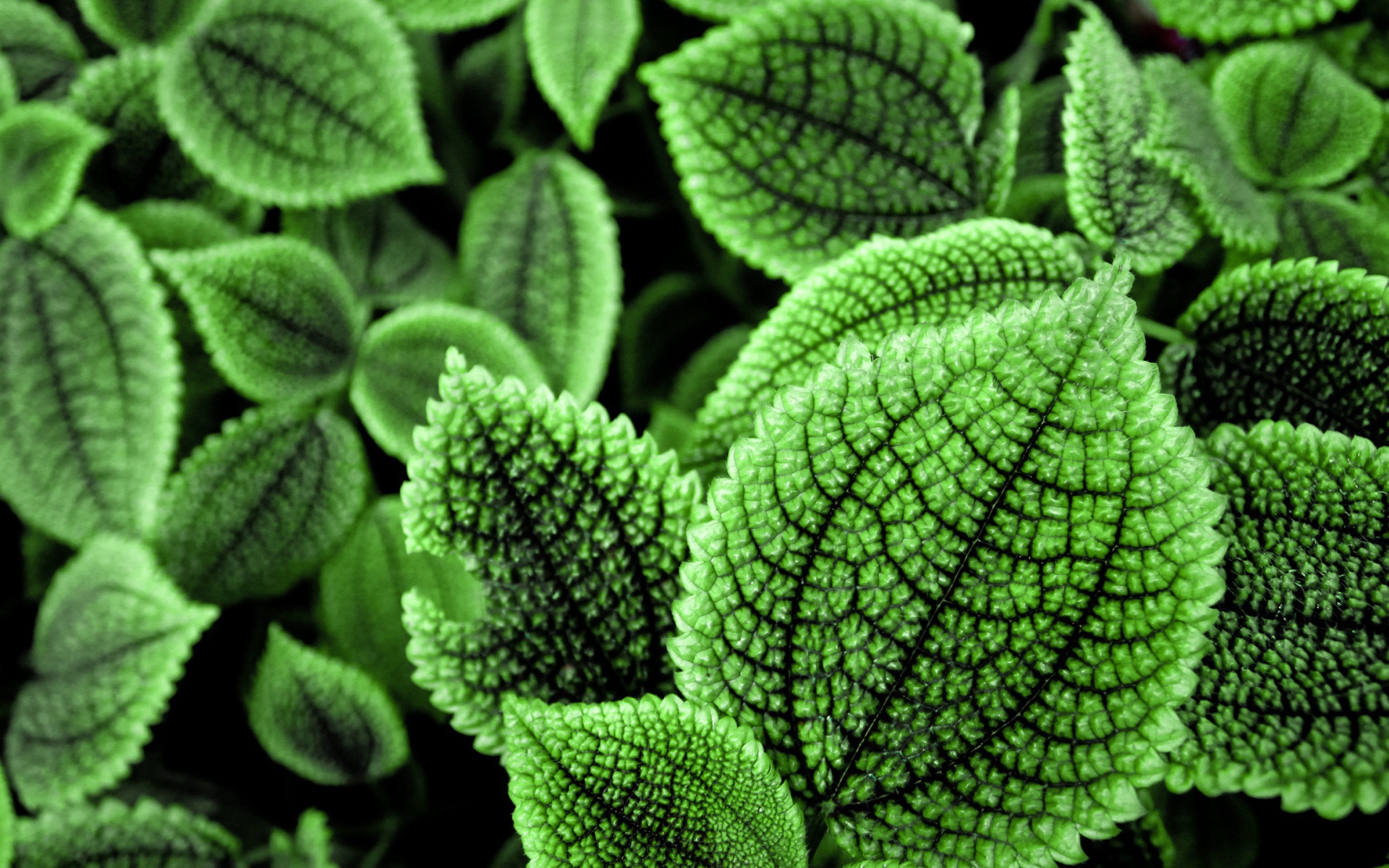 Прекрасные зеленые листья