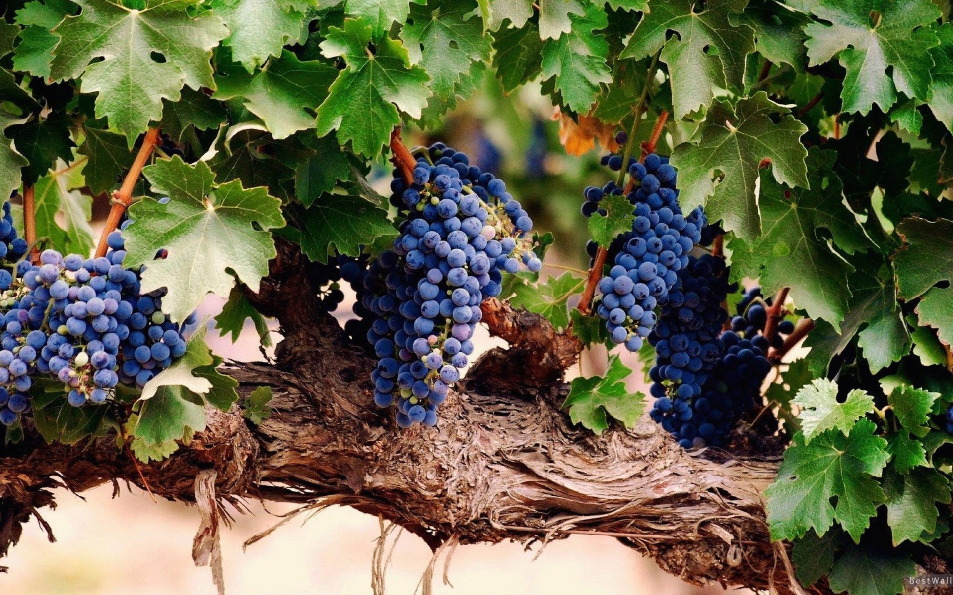 Гроздья спелого винограда