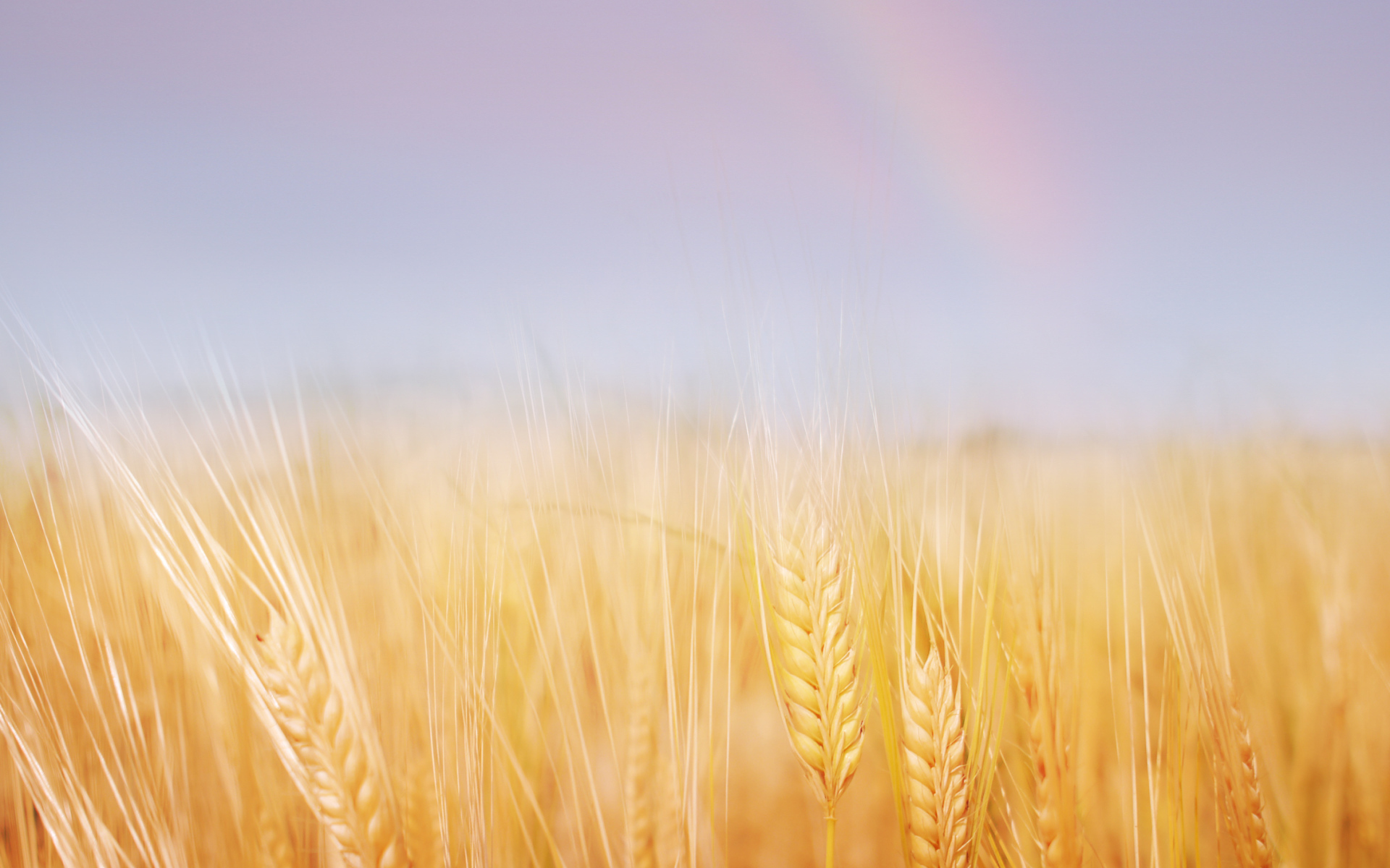 Золотая пшеница