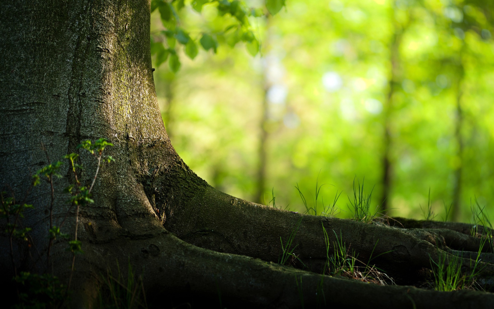Корни большого дерева