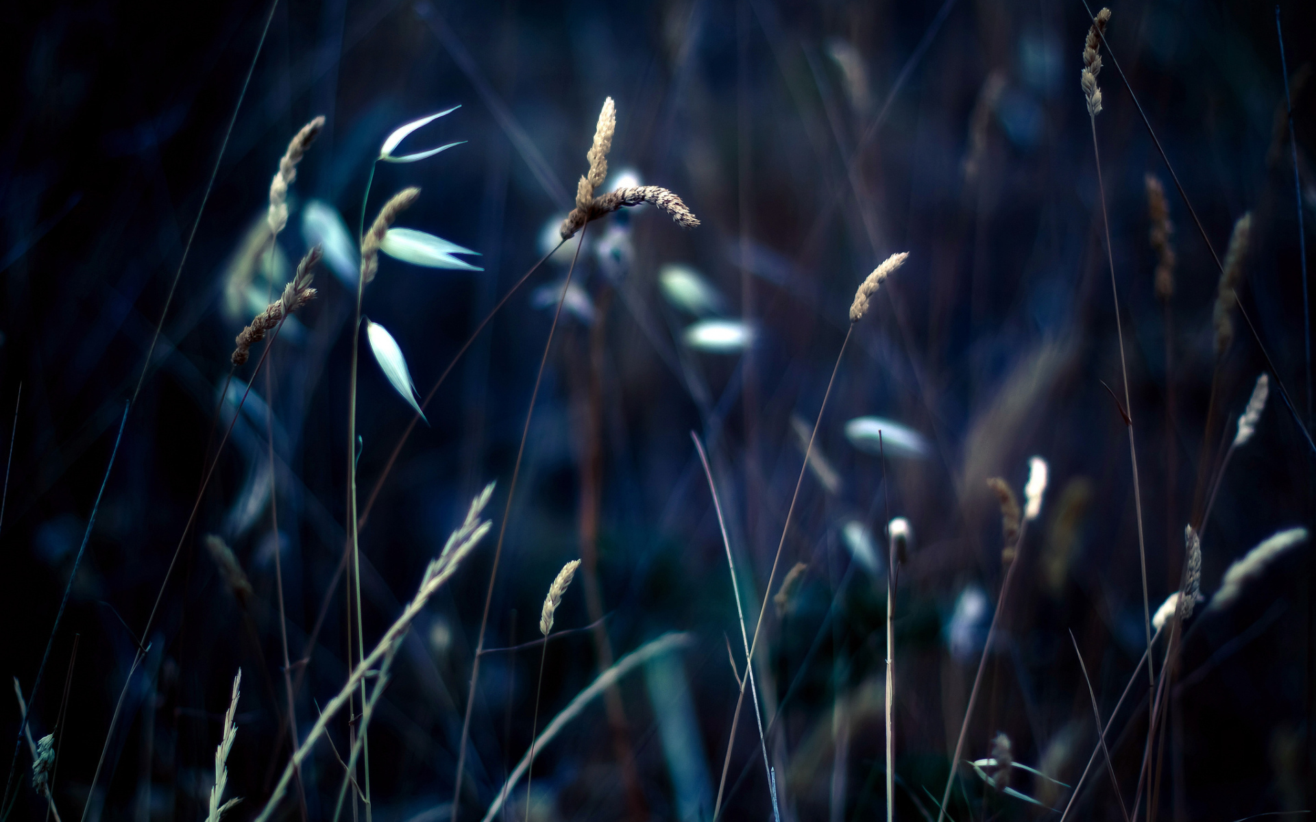 Колоски на траве