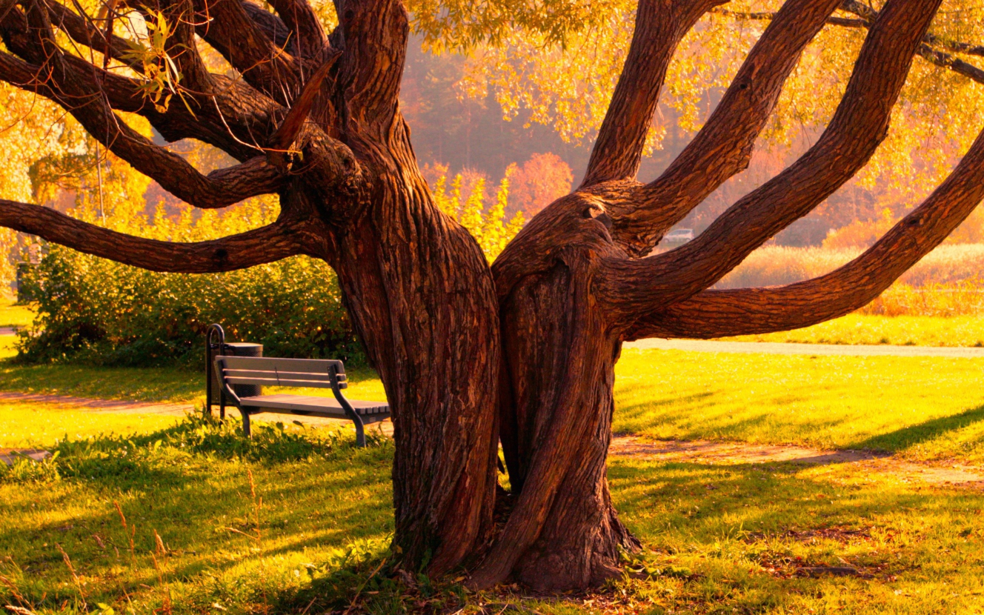 Скамейка под деревом